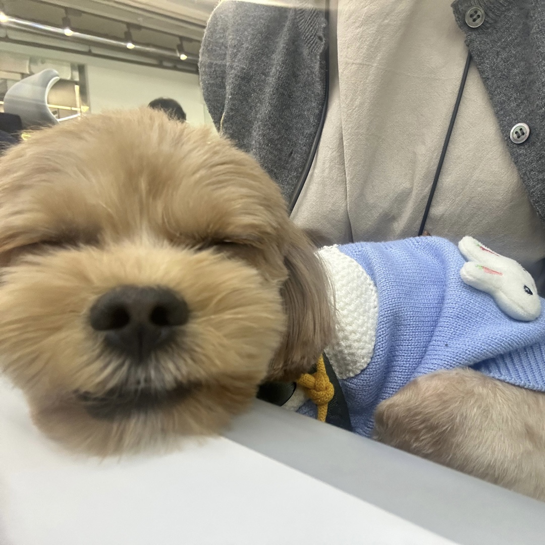 온느(봉봉이) 입양 한달 후기입니다:)