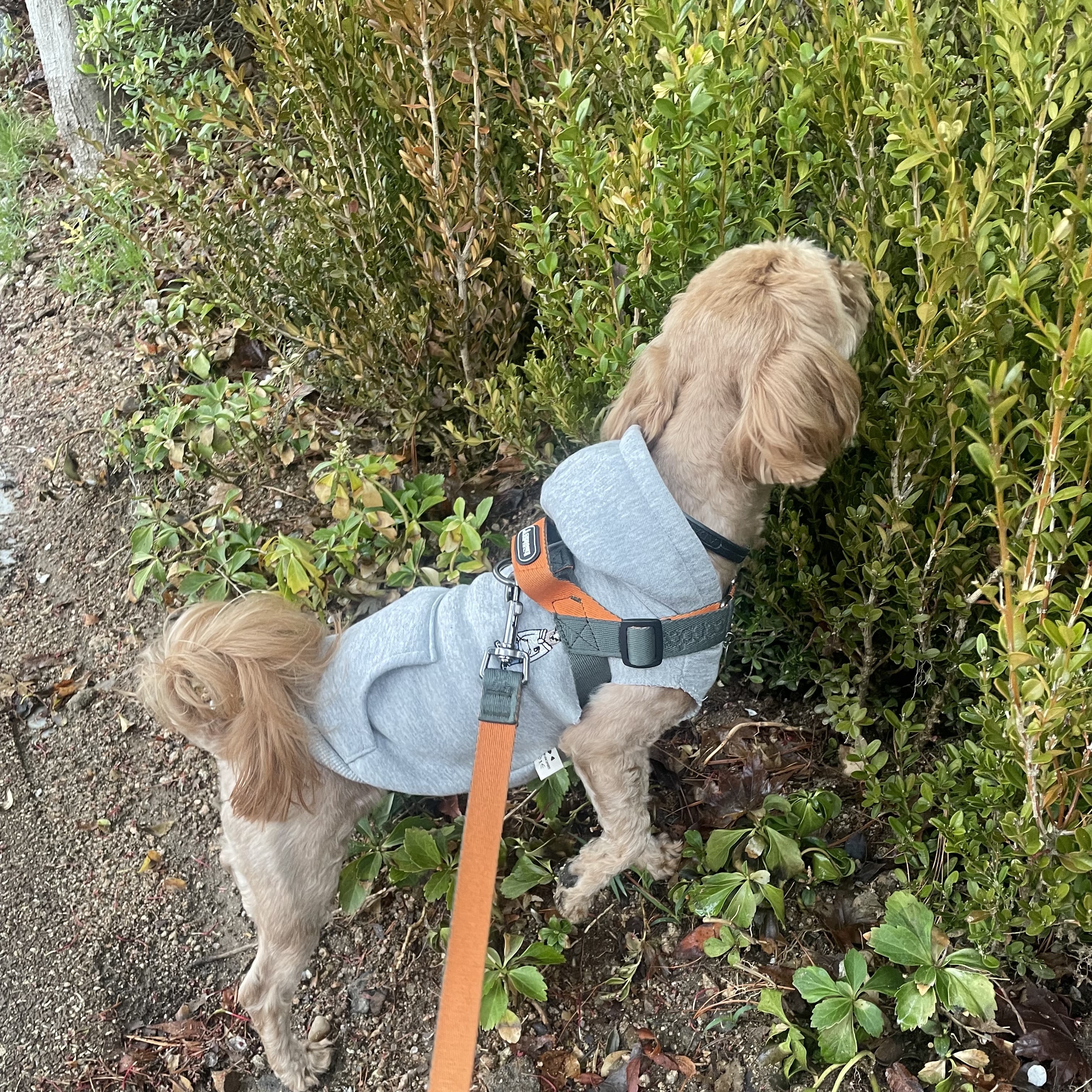 온느(봉봉이) 입양 한달 후기입니다:)