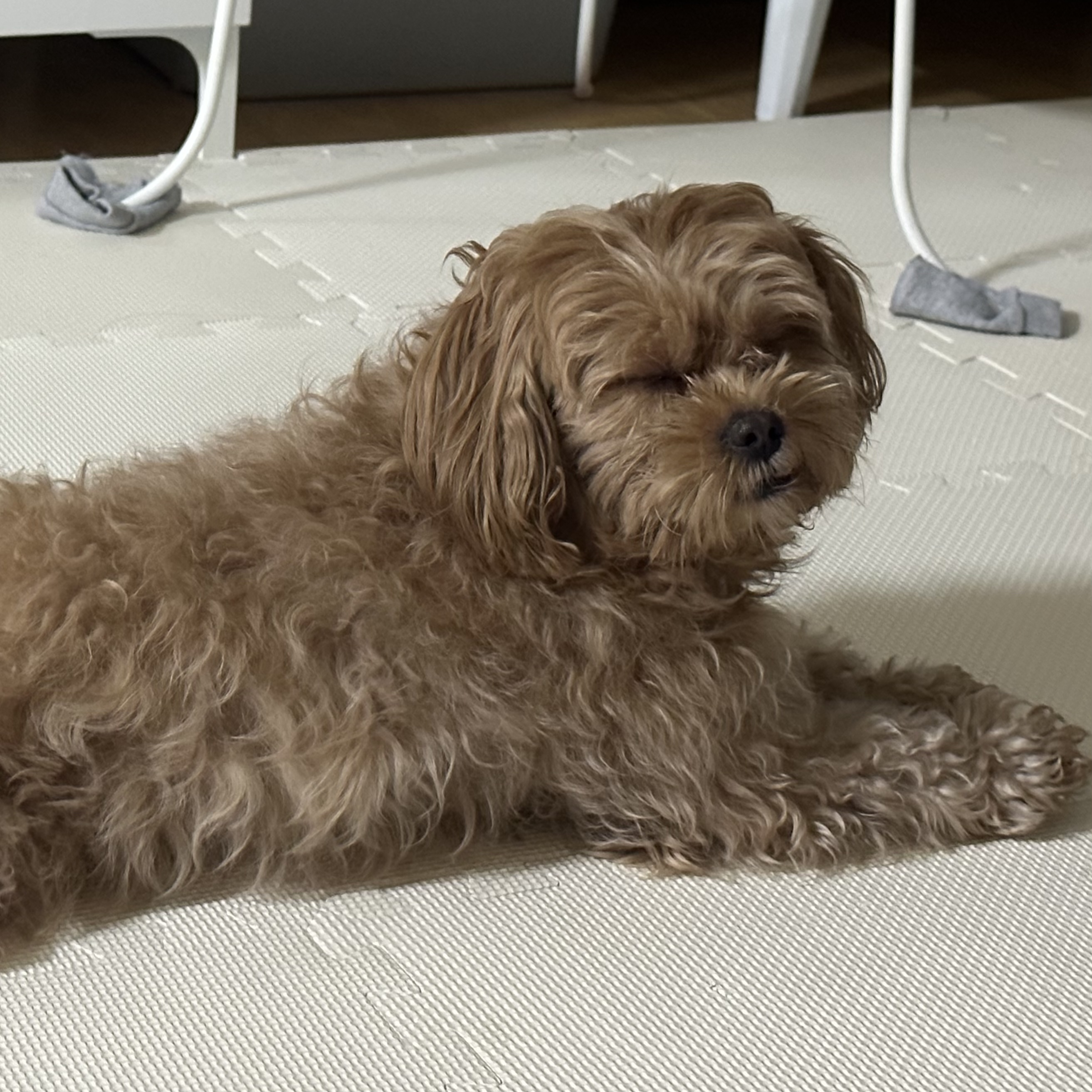 온느(봉봉이) 입양 한달 후기입니다:)