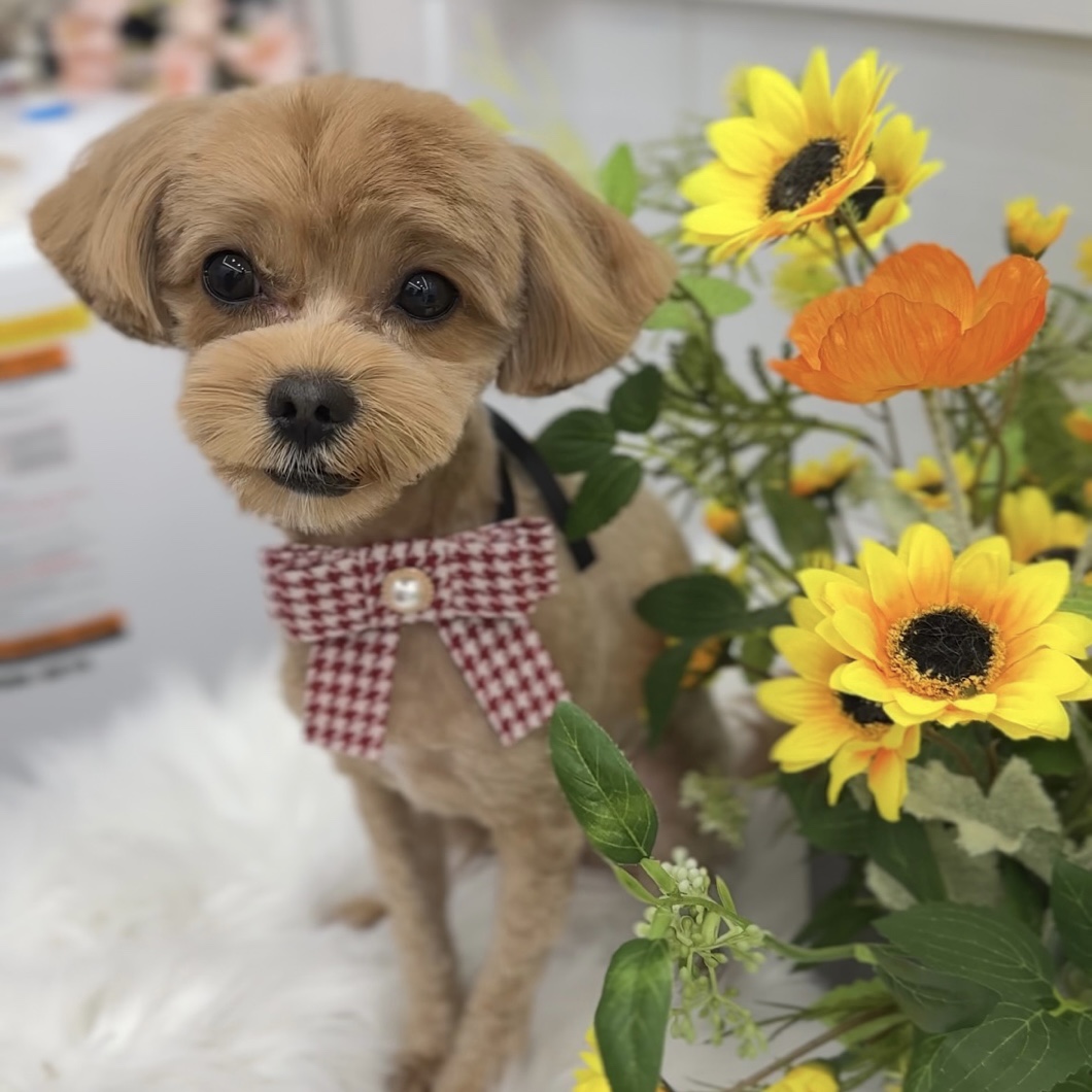 온느(봉봉이) 입양 한달 후기입니다:)