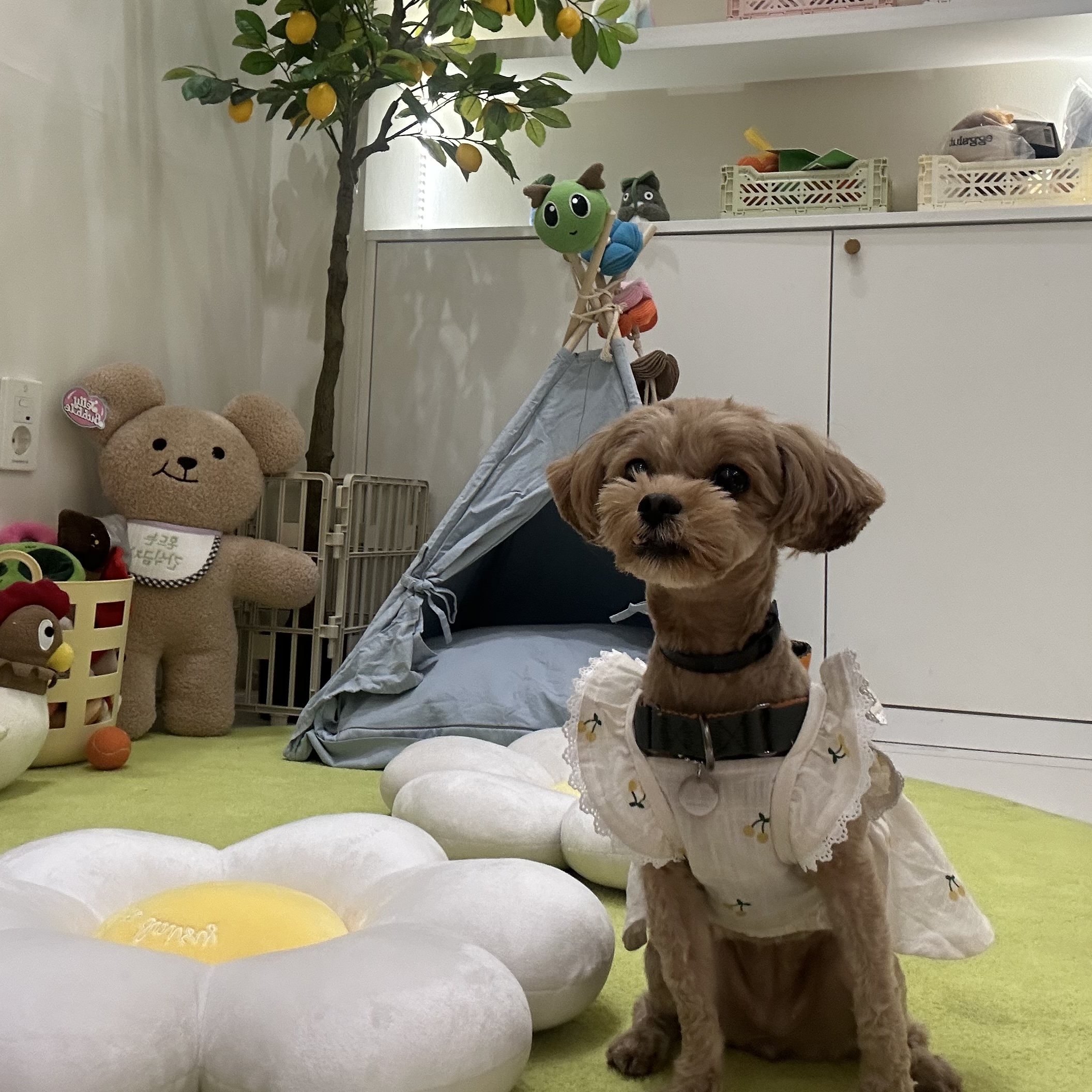 온느(봉봉이) 입양 한달 후기입니다:)