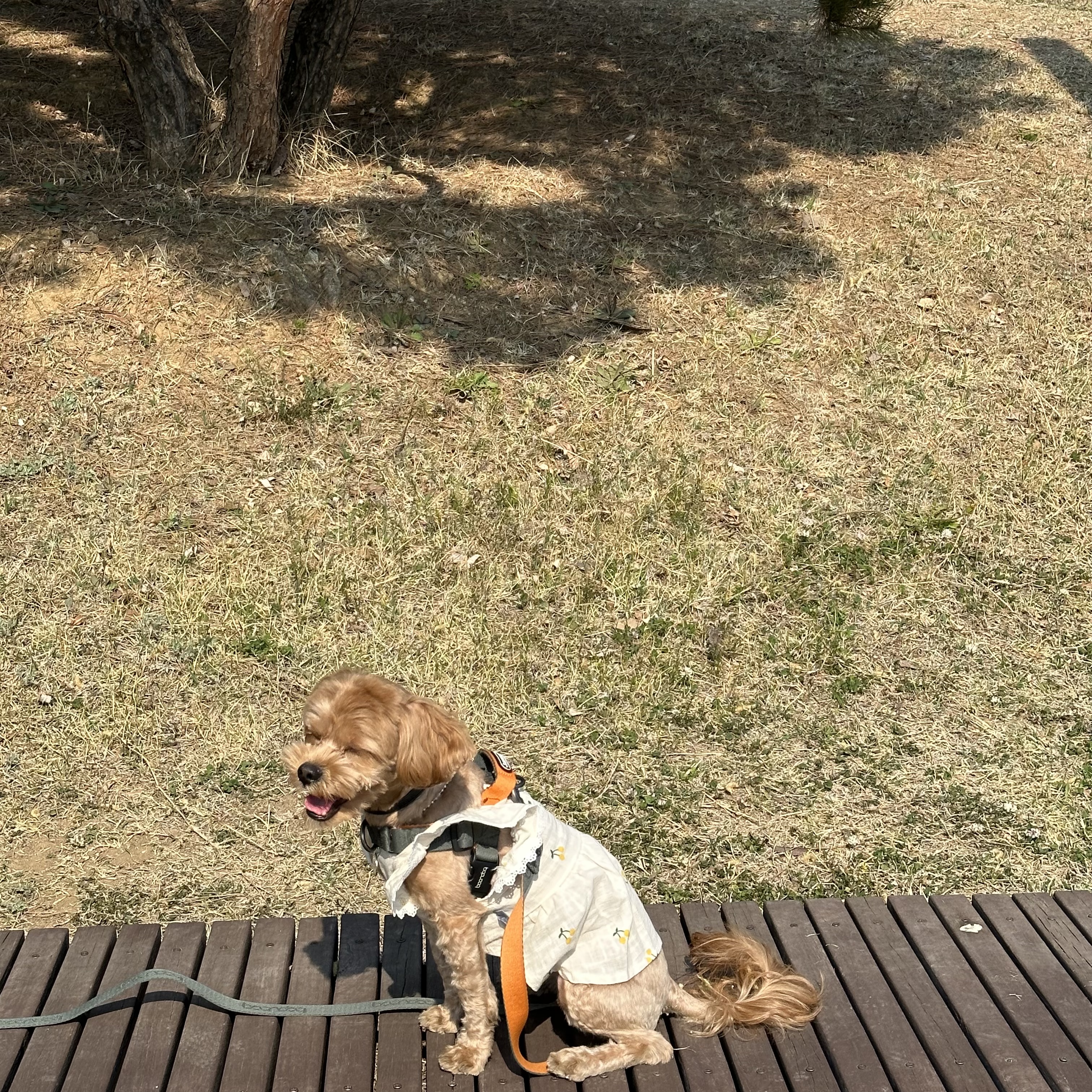 온느(봉봉이) 입양 한달 후기입니다:)