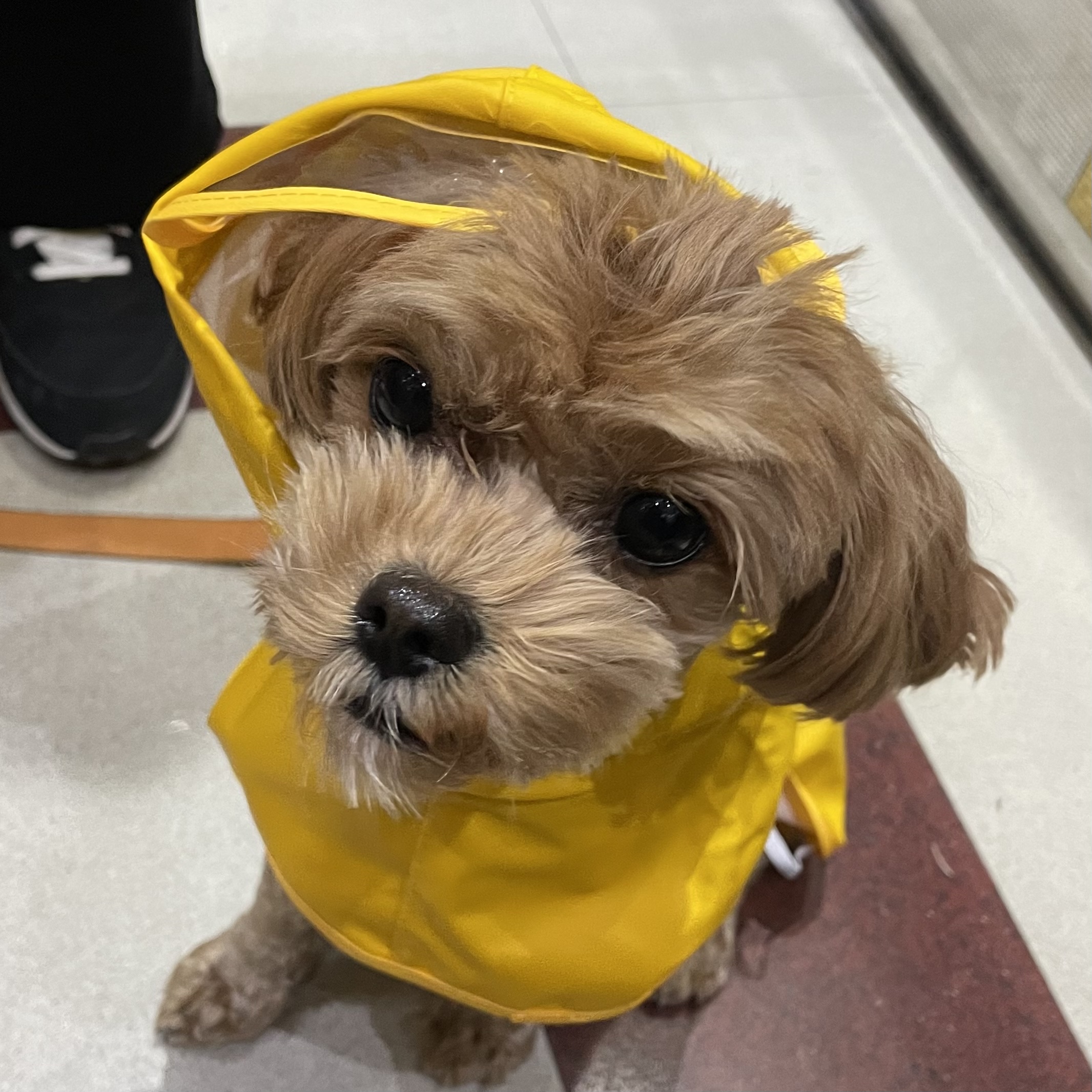 온느(봉봉이) 입양 한달 후기입니다:)