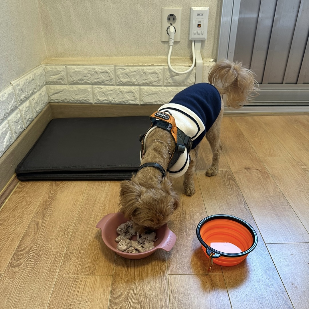 온느(봉봉이) 입양 한달 후기입니다:)