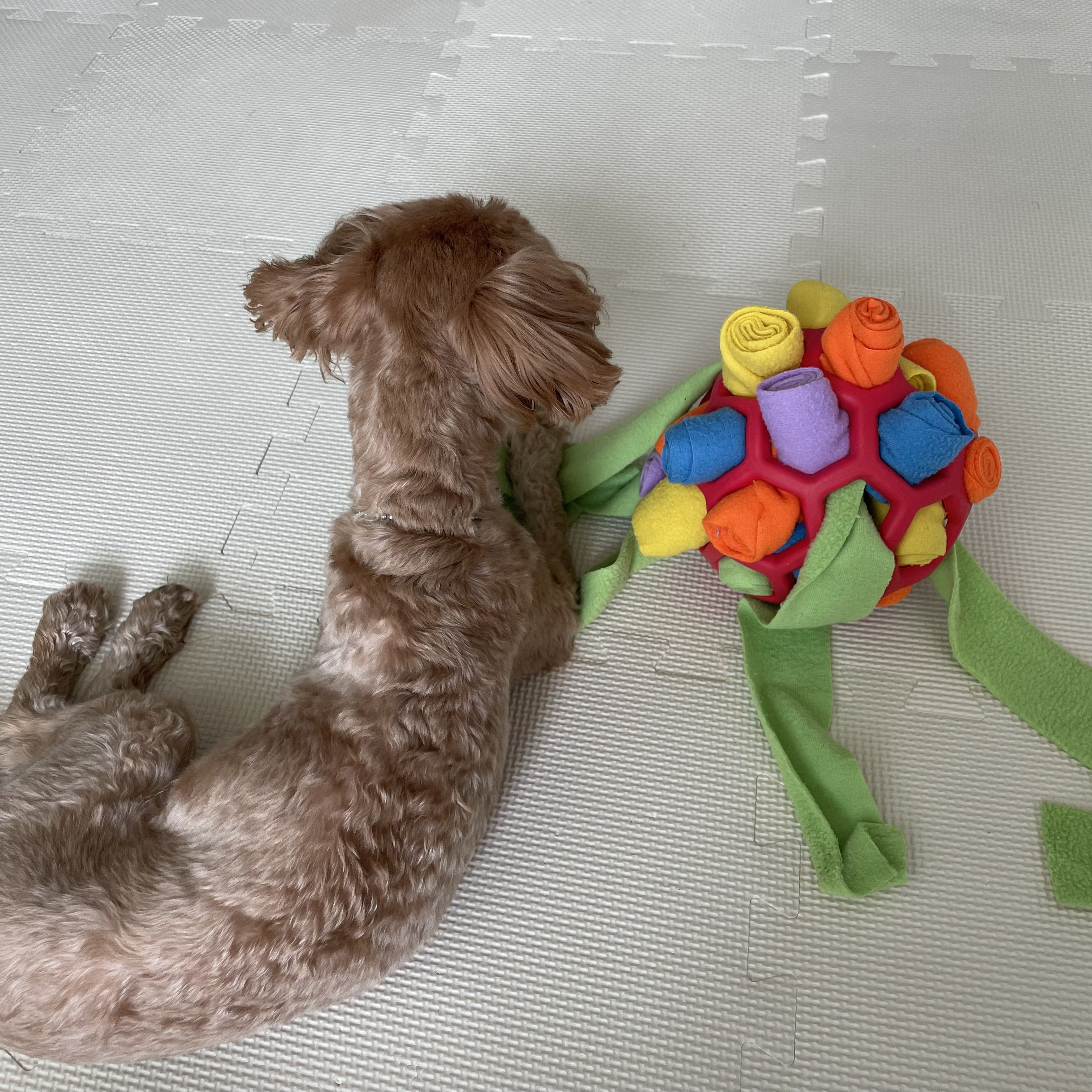 온느(봉봉이) 입양 한달 후기입니다:)