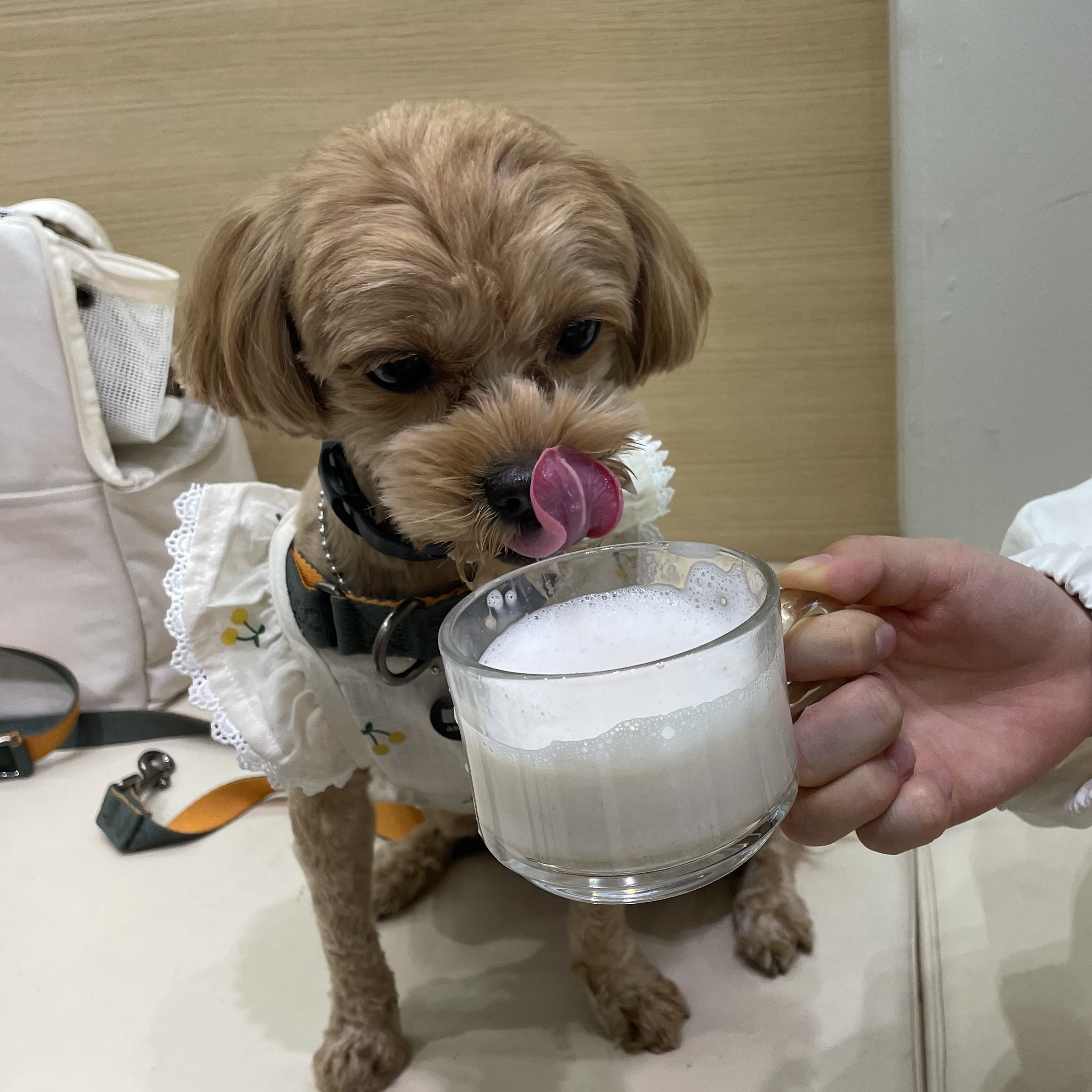 온느(봉봉이) 입양 한달 후기입니다:)