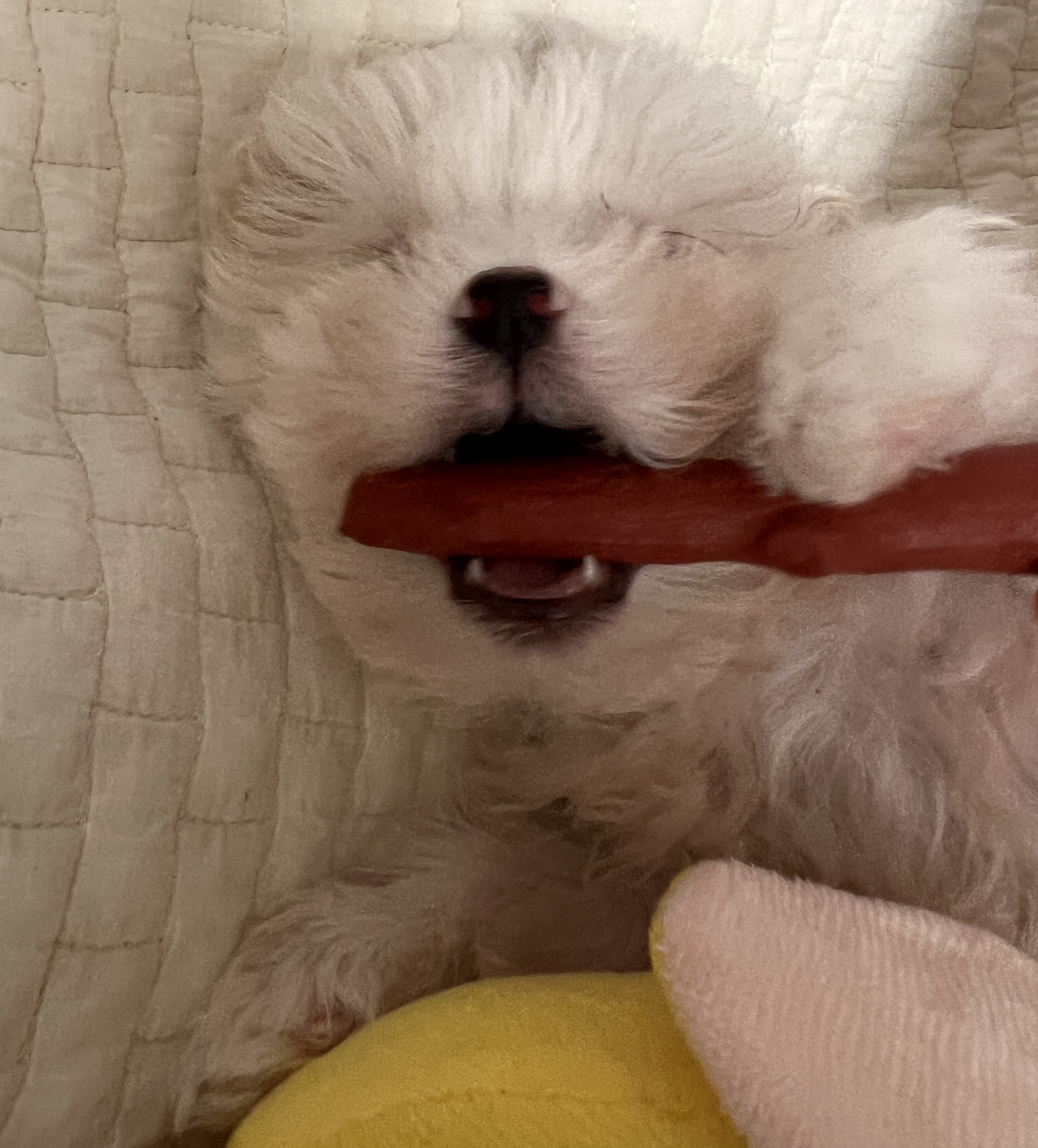 밥풀이 (구 다웅이) 입양 일주일차 후기입니다~