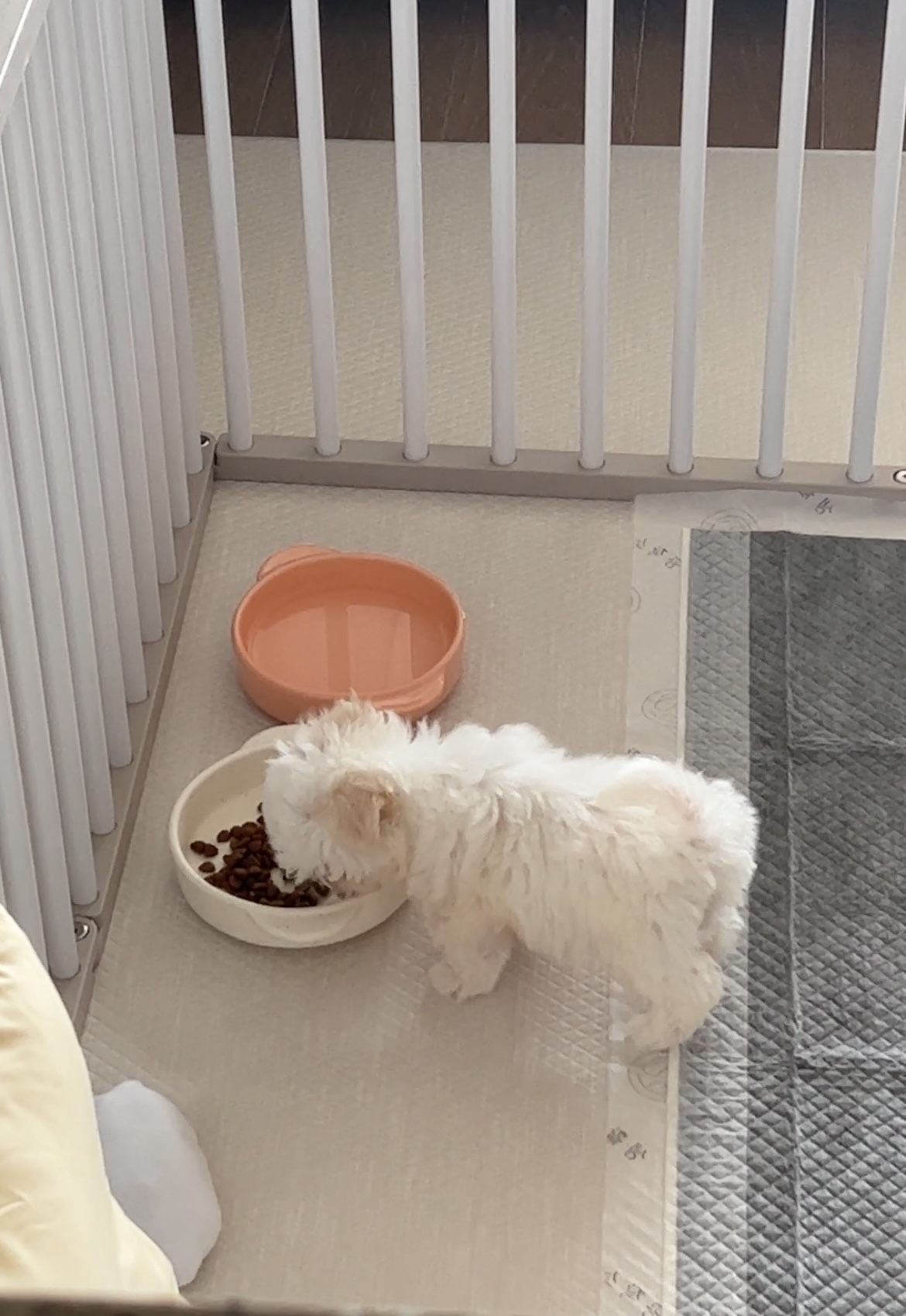 밥풀이 (구 다웅이) 입양 일주일차 후기입니다~