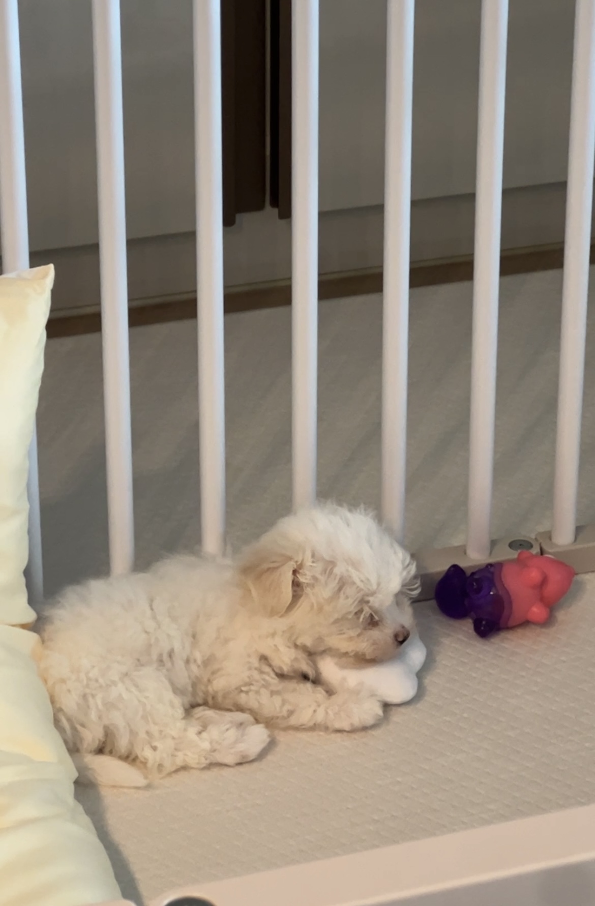 밥풀이 (구 다웅이) 입양 일주일차 후기입니다~