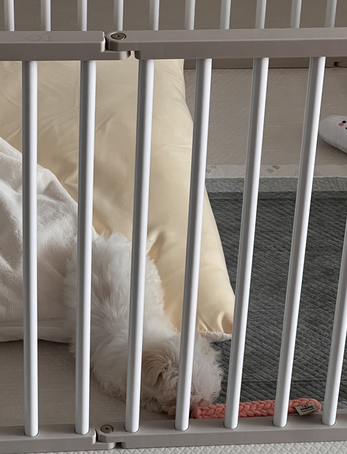 밥풀이 (구 다웅이) 입양 일주일차 후기입니다~