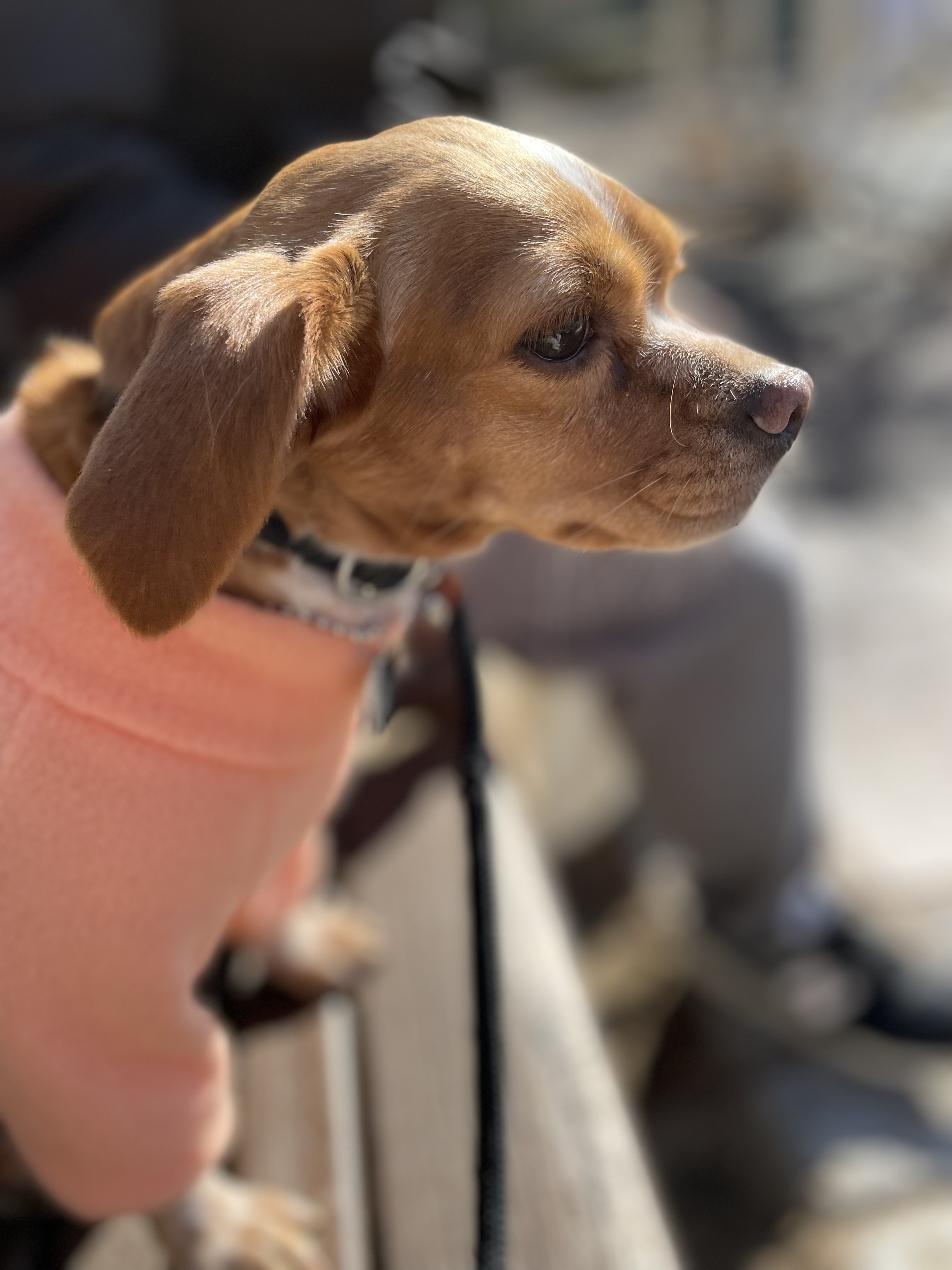 밤이(삐삐)가 가족이 된지 일년이 되었습니다!