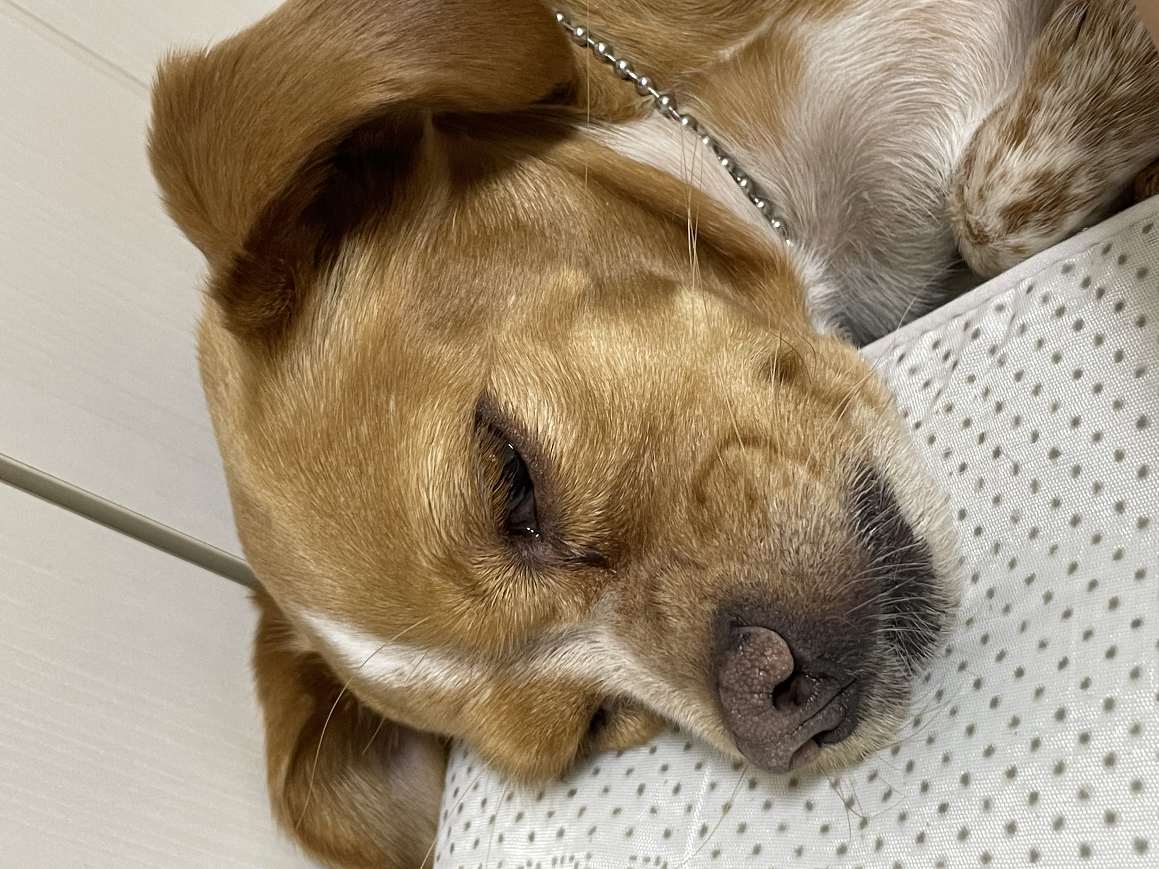 밤이(삐삐)가 가족이 된지 일년이 되었습니다!