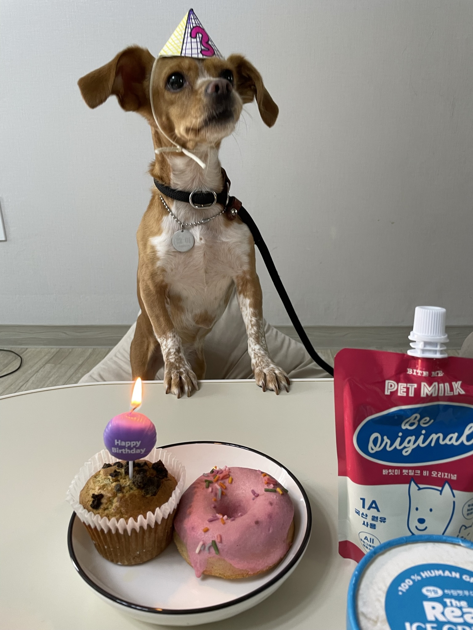 밤이(삐삐)가 가족이 된지 일년이 되었습니다!