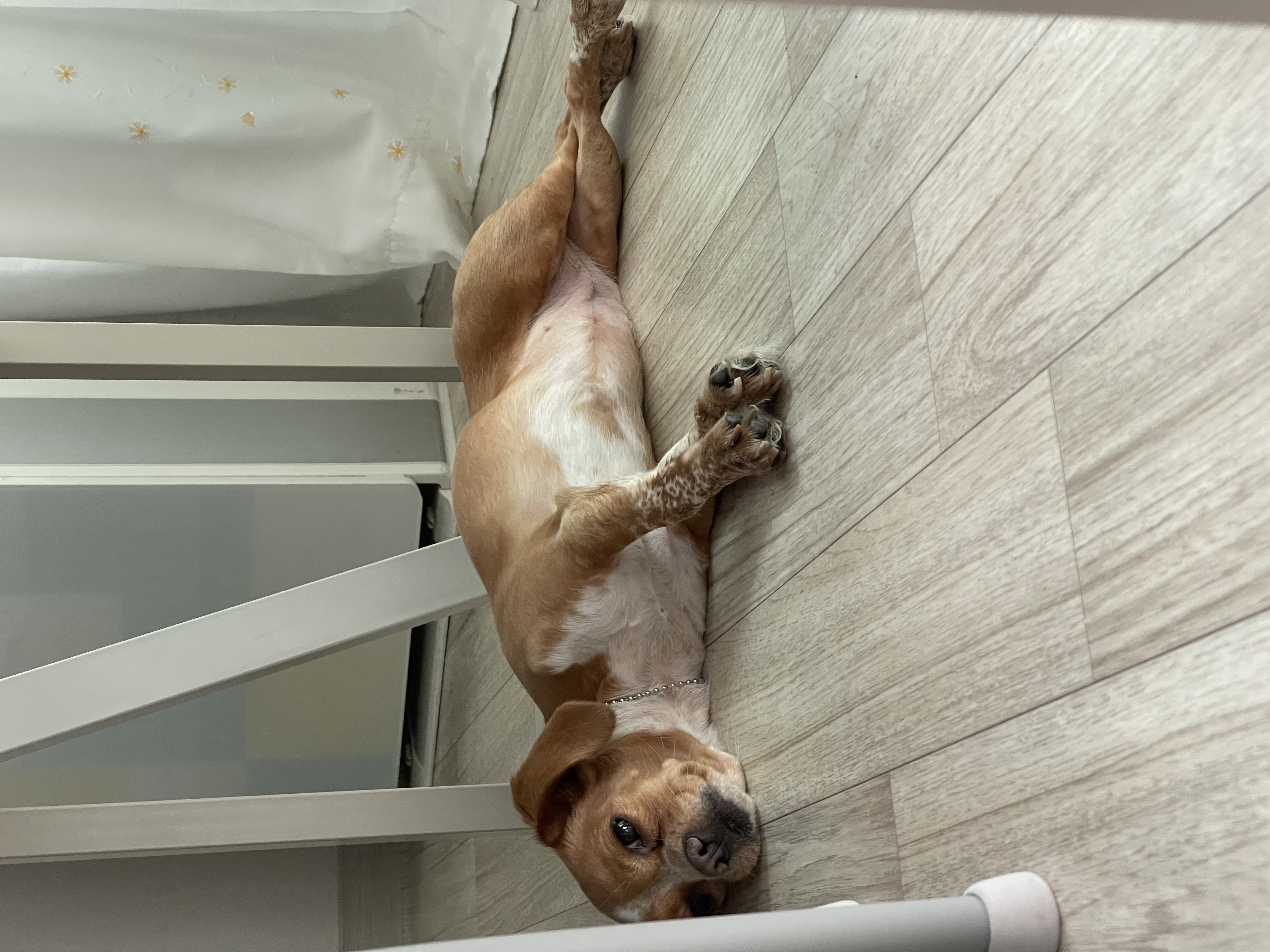 밤이(삐삐)가 가족이 된지 일년이 되었습니다!