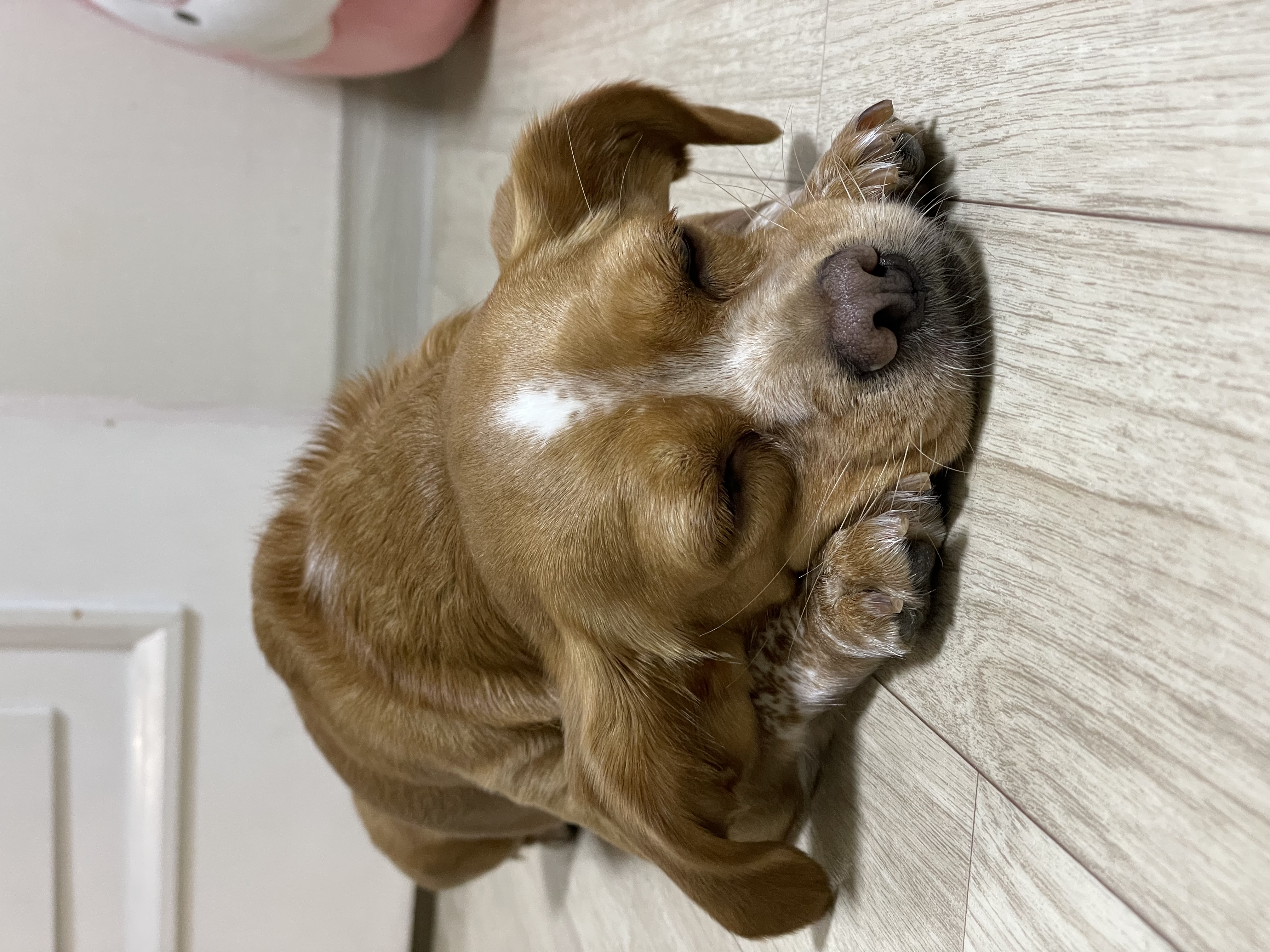 밤이(삐삐)가 가족이 된지 일년이 되었습니다!