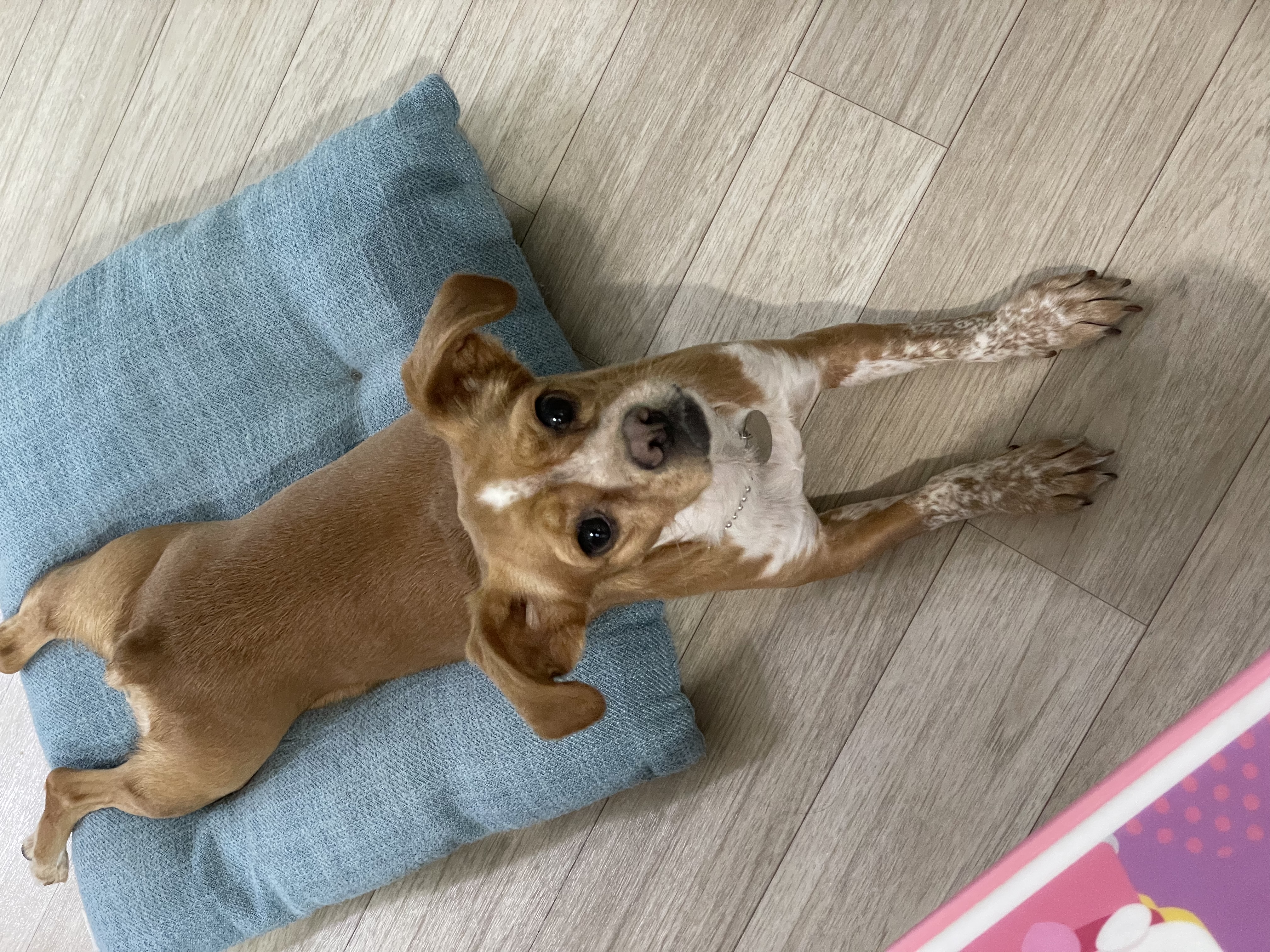 밤이(삐삐)가 가족이 된지 일년이 되었습니다!