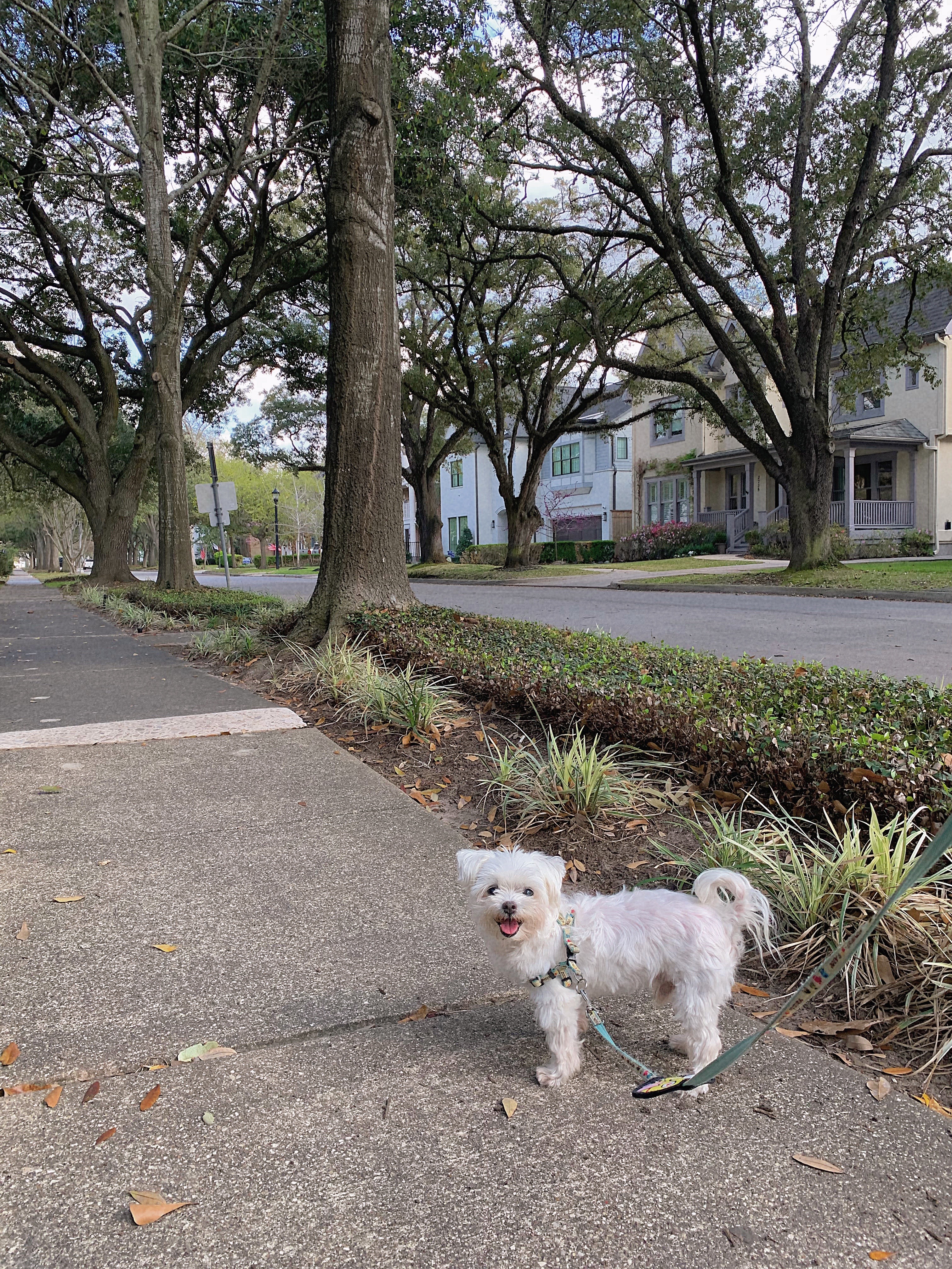 11년전 입양한 말티즈 달이입니다.