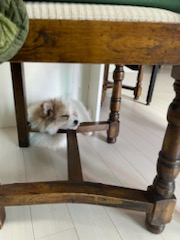 복이(짱무) 잘지내고 있어요~