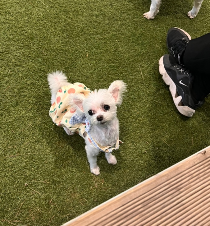 삼원이 (다비)는 많이 활발해졌어요!