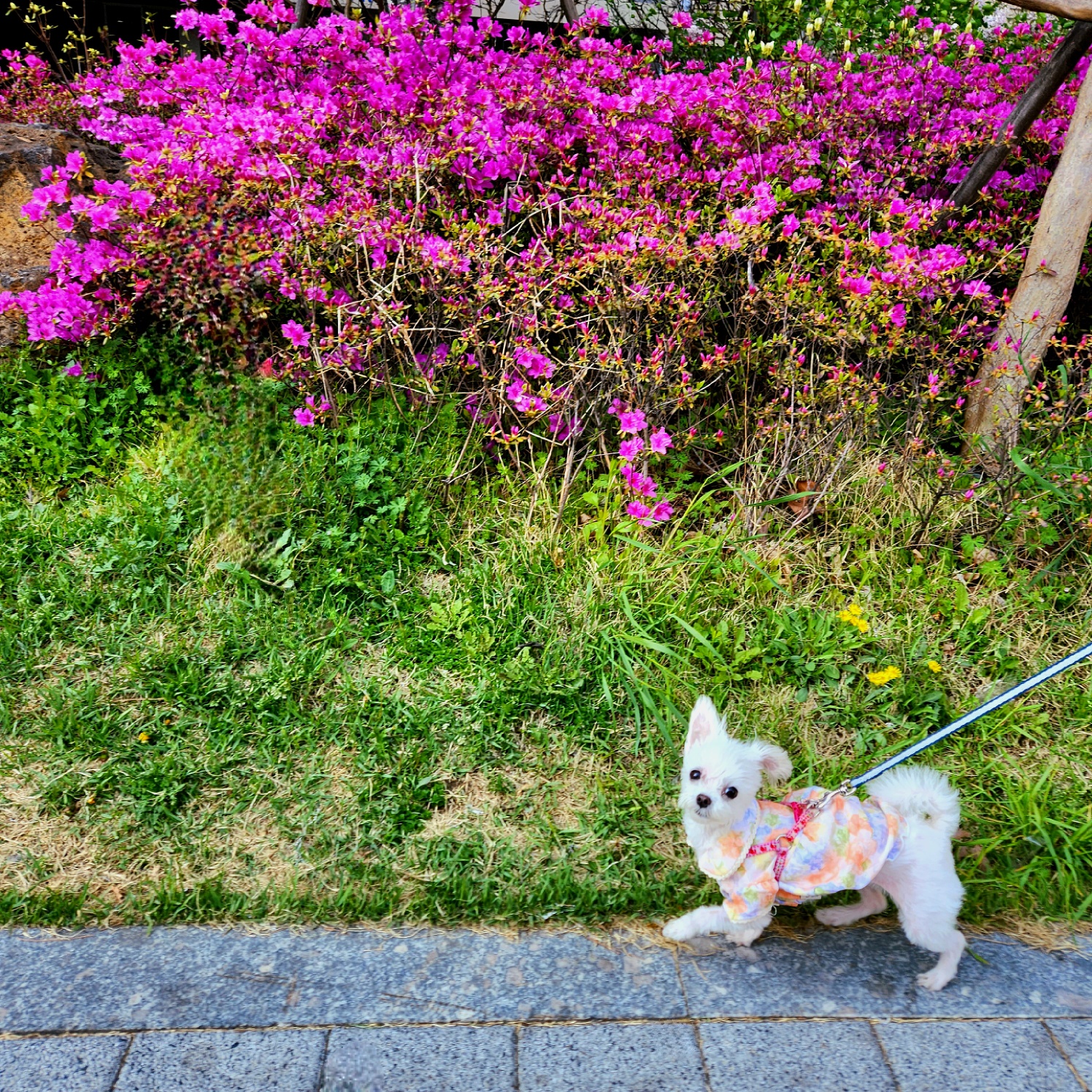 삼원이 (다비)는 많이 활발해졌어요!