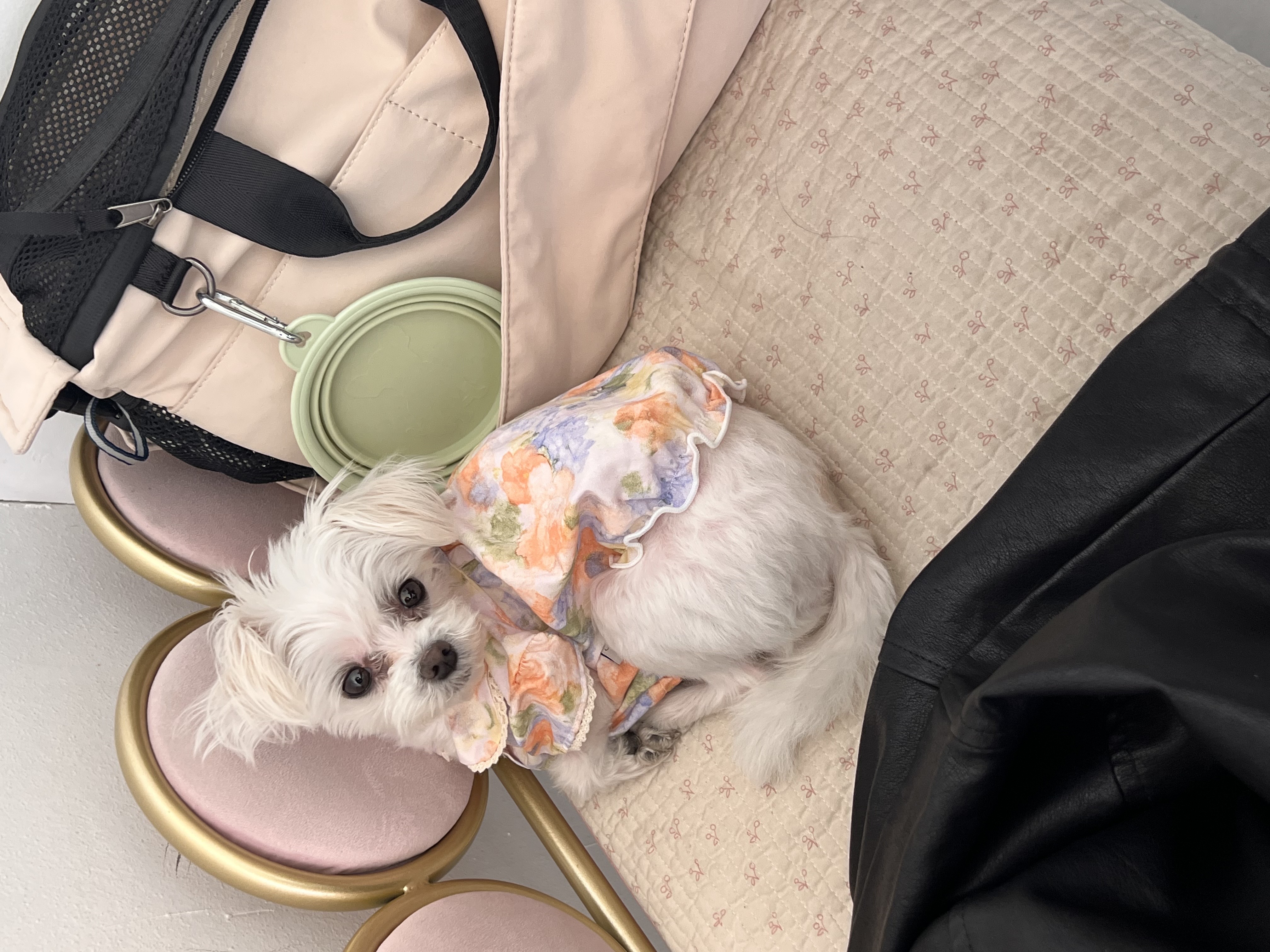 삼원이 (다비)는 많이 활발해졌어요!