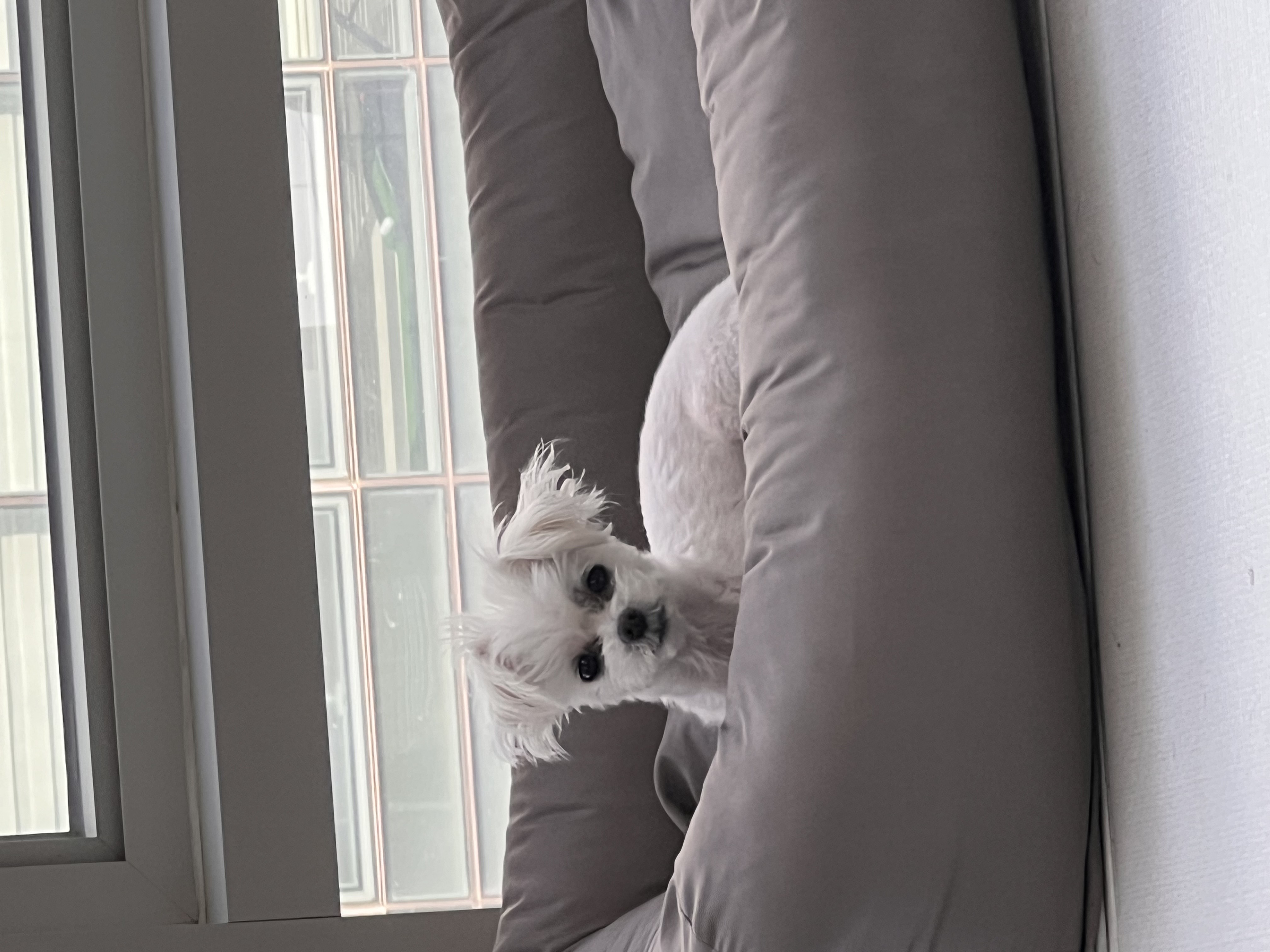 삼원이 (다비)는 많이 활발해졌어요!