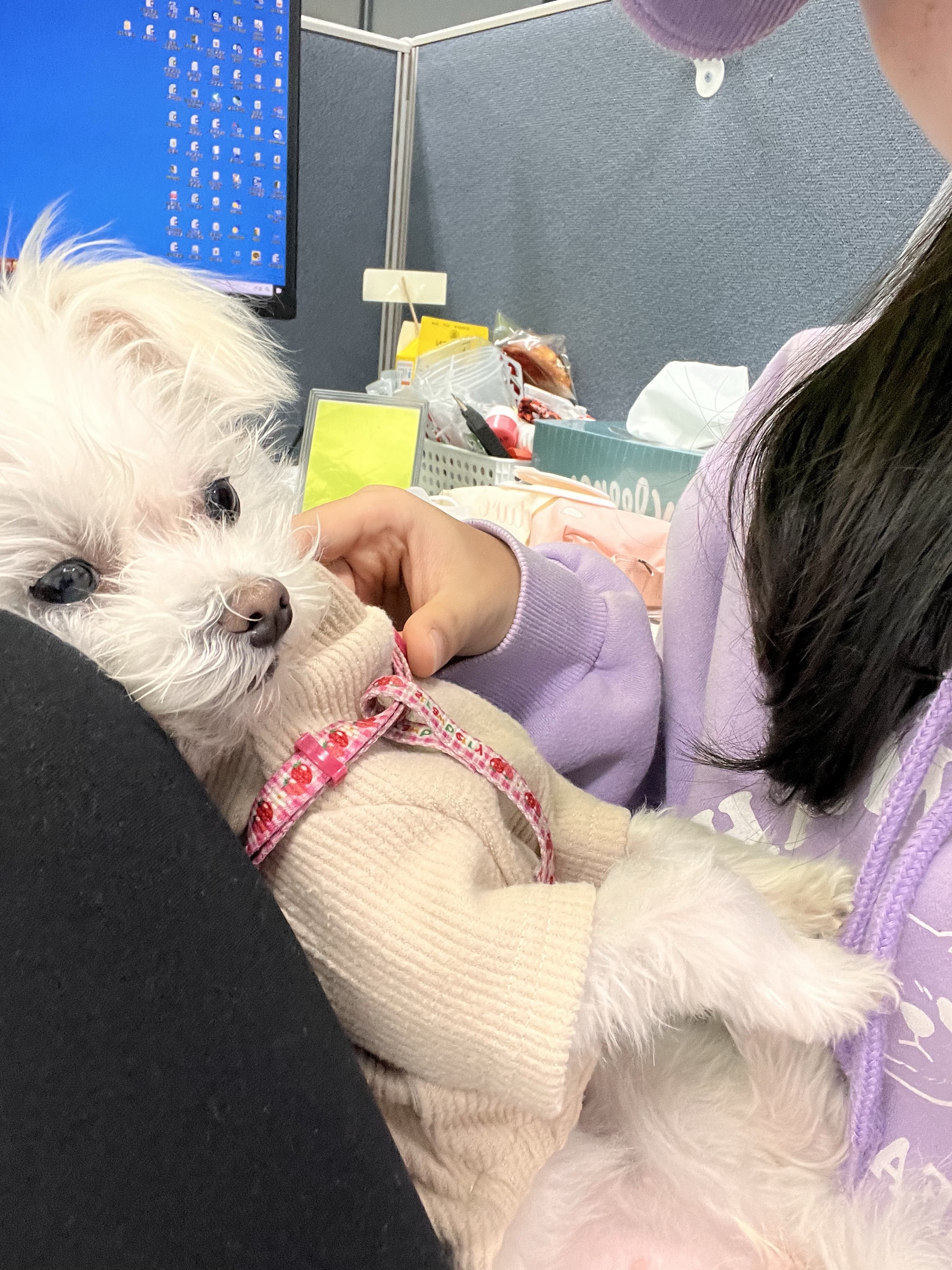 삼원이 (다비)는 많이 활발해졌어요!