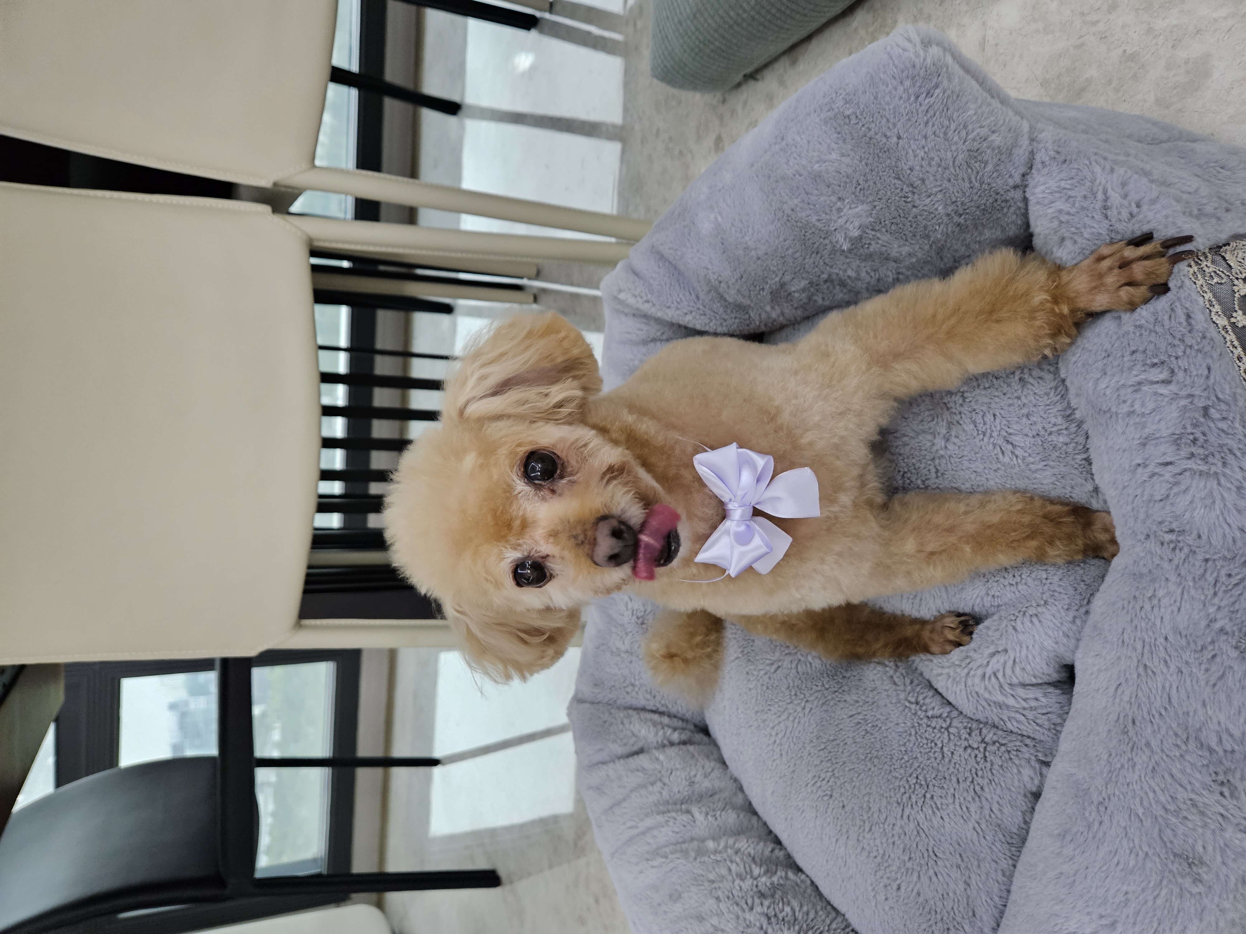 곤지암 팔랑이~~(지금은 버디^^)