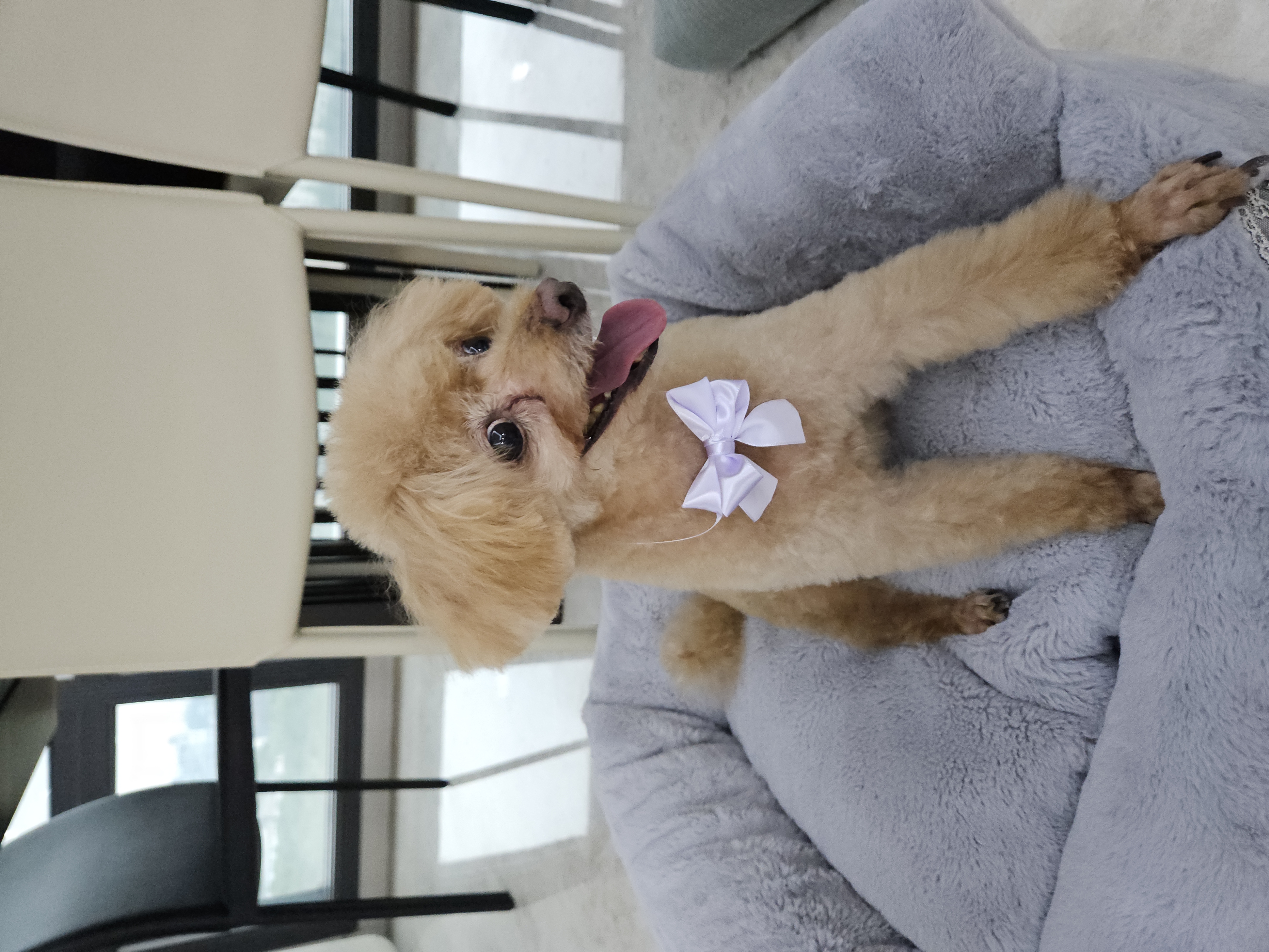 곤지암 팔랑이~~(지금은 버디^^)