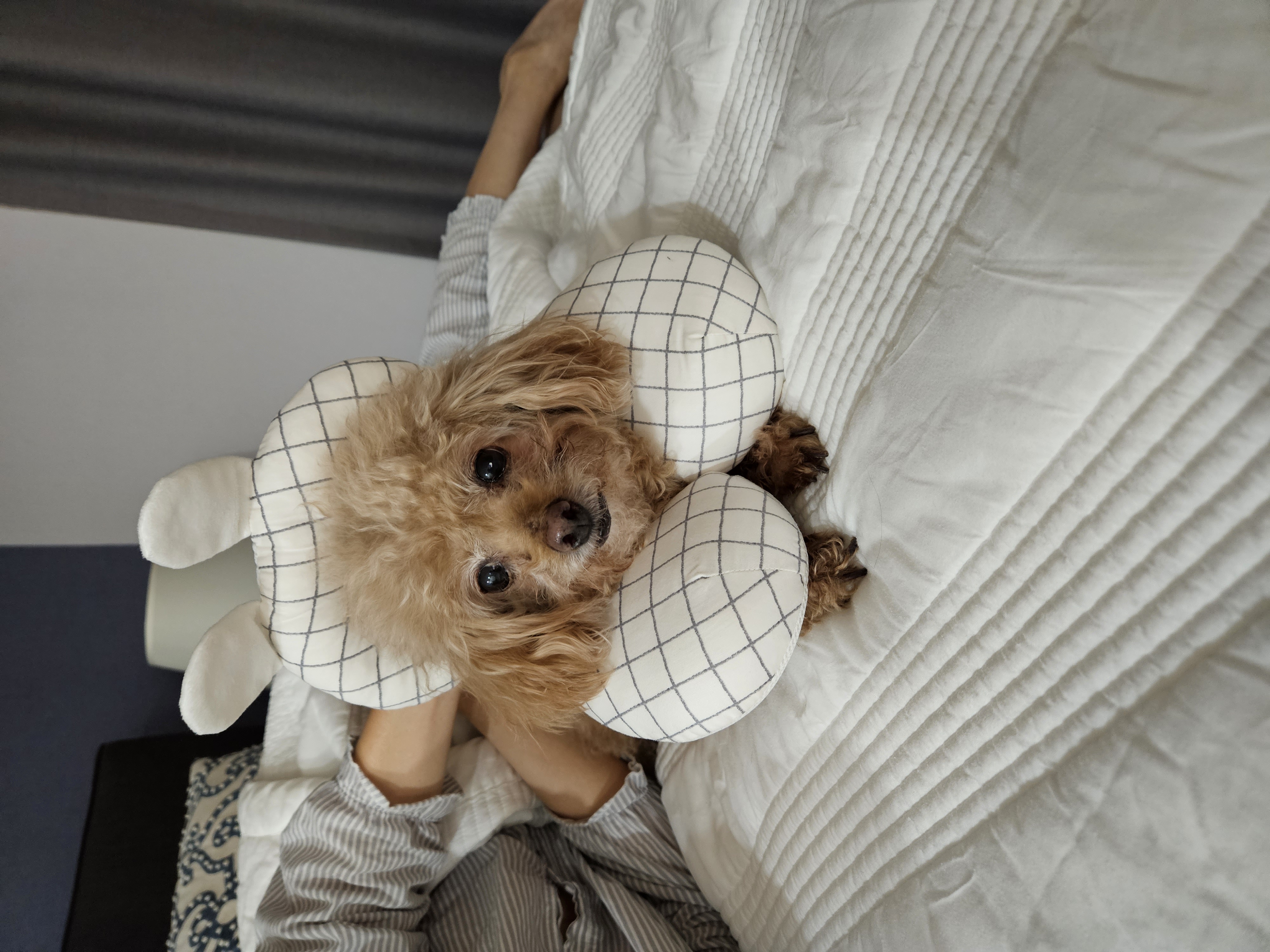 곤지암 팔랑이~~(지금은 버디^^)