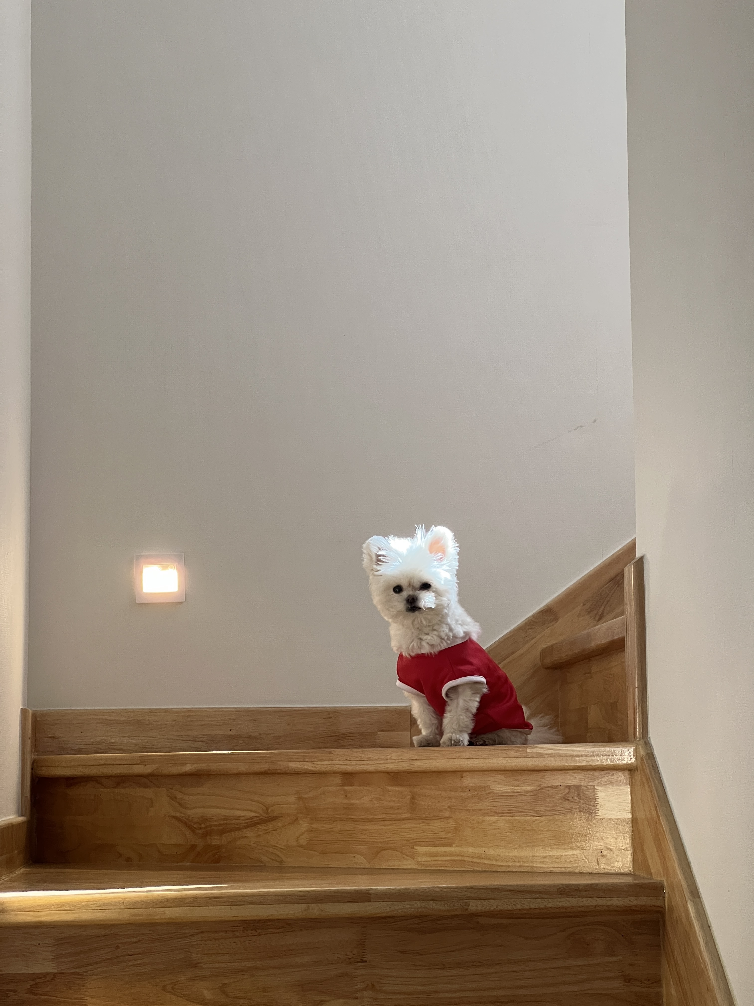 아산 나엘(구 가희)