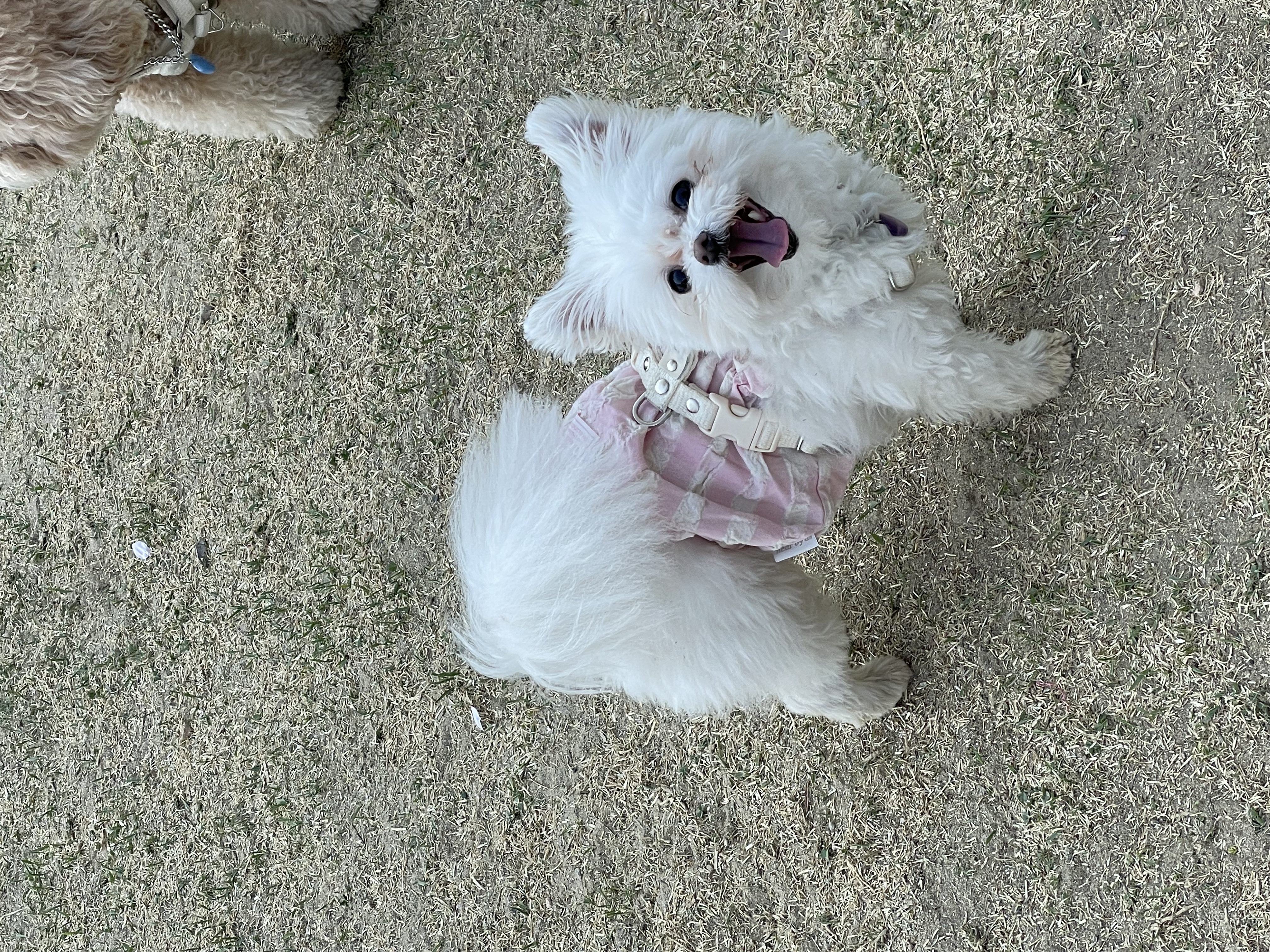 아산 나엘(구 가희)