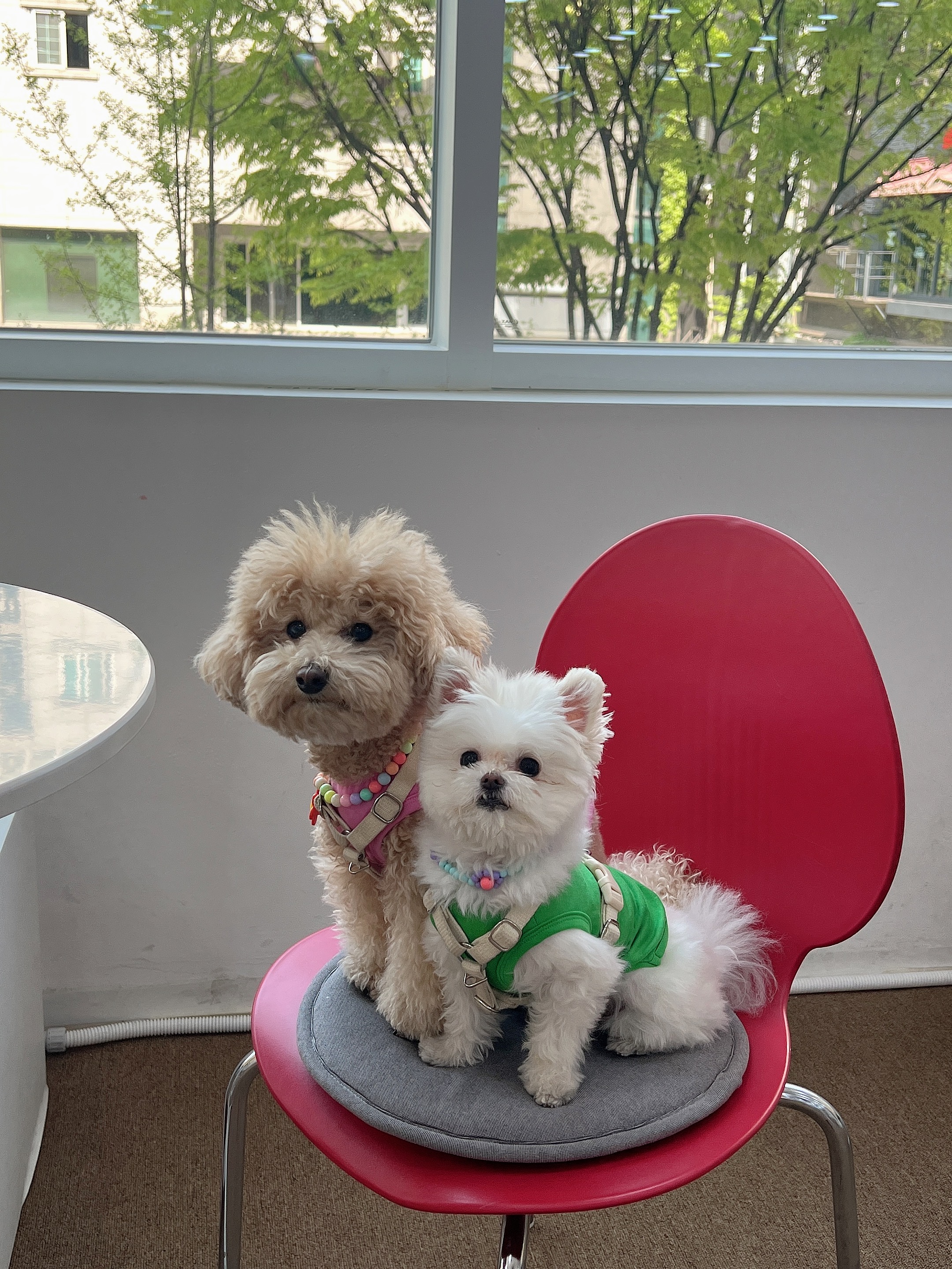 아산 나엘(구 가희)