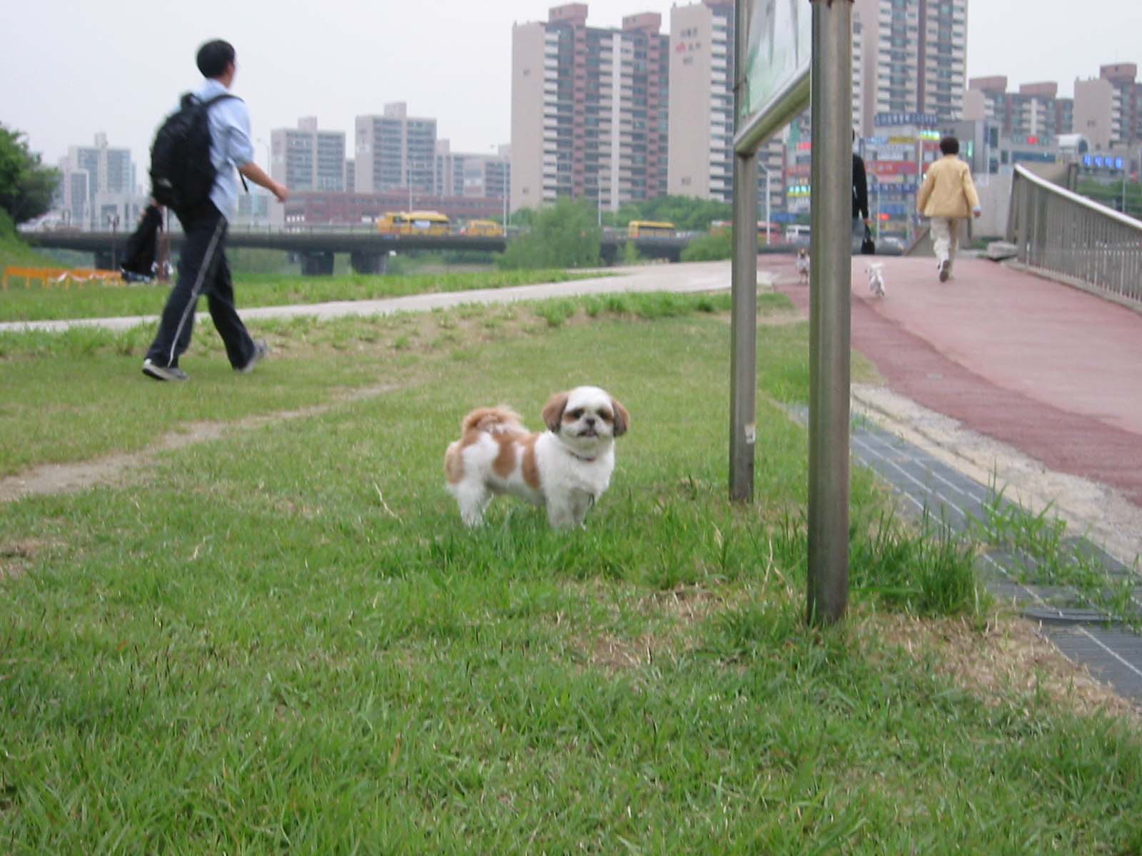 아파드에서 개키우기 힘드네요...