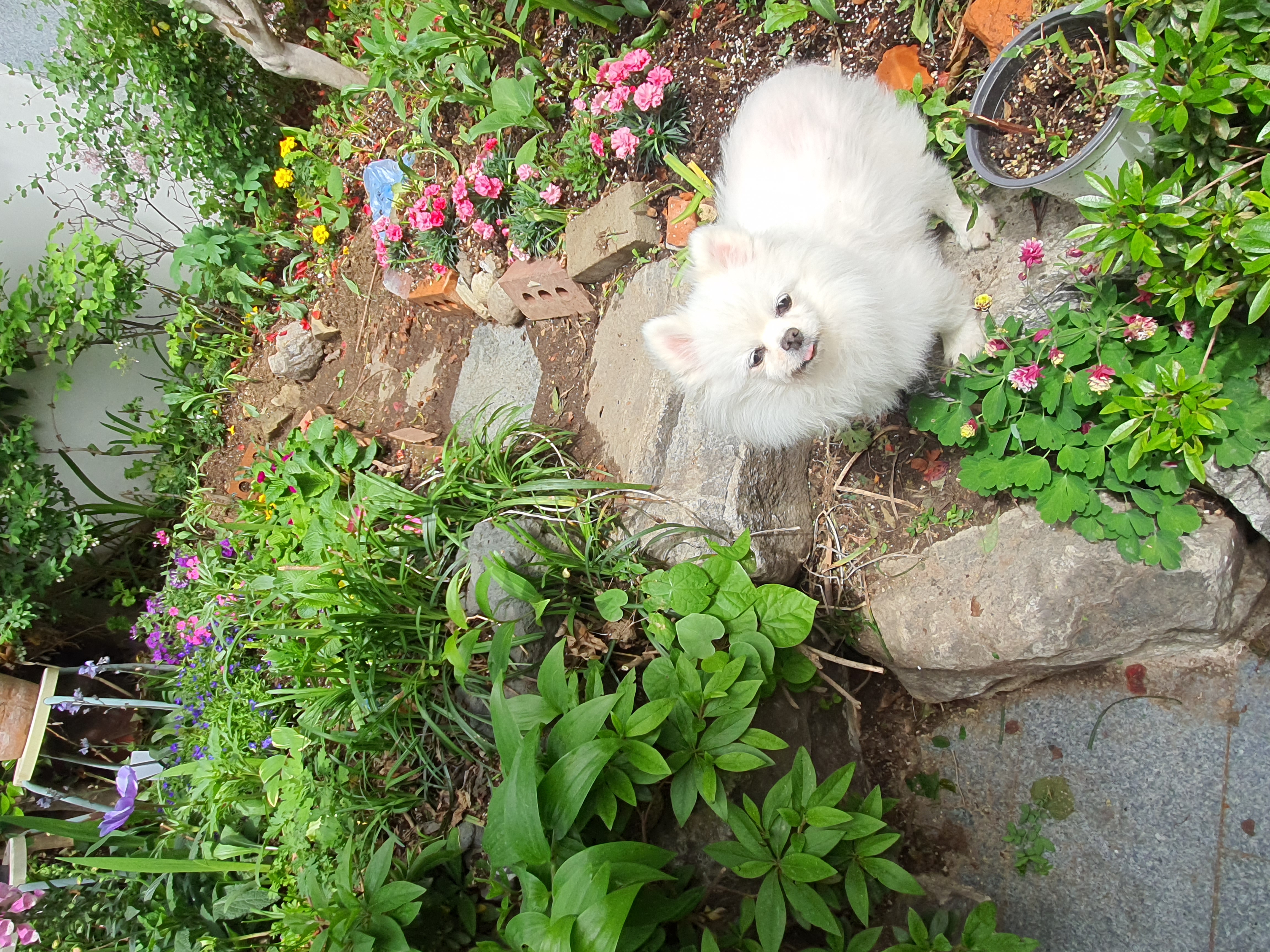 곤지암에서 구조된 "꽃님이""모모" 입양2년후기 