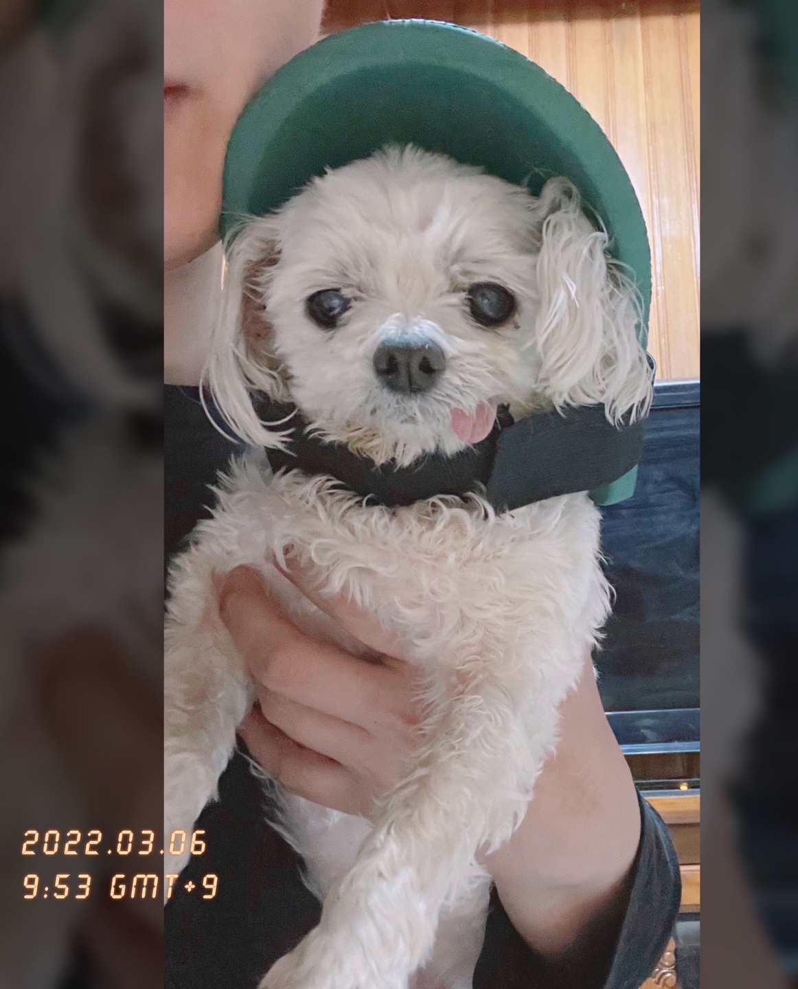 곤지암에서 구조된 "꽃님이""모모" 입양2년후기 