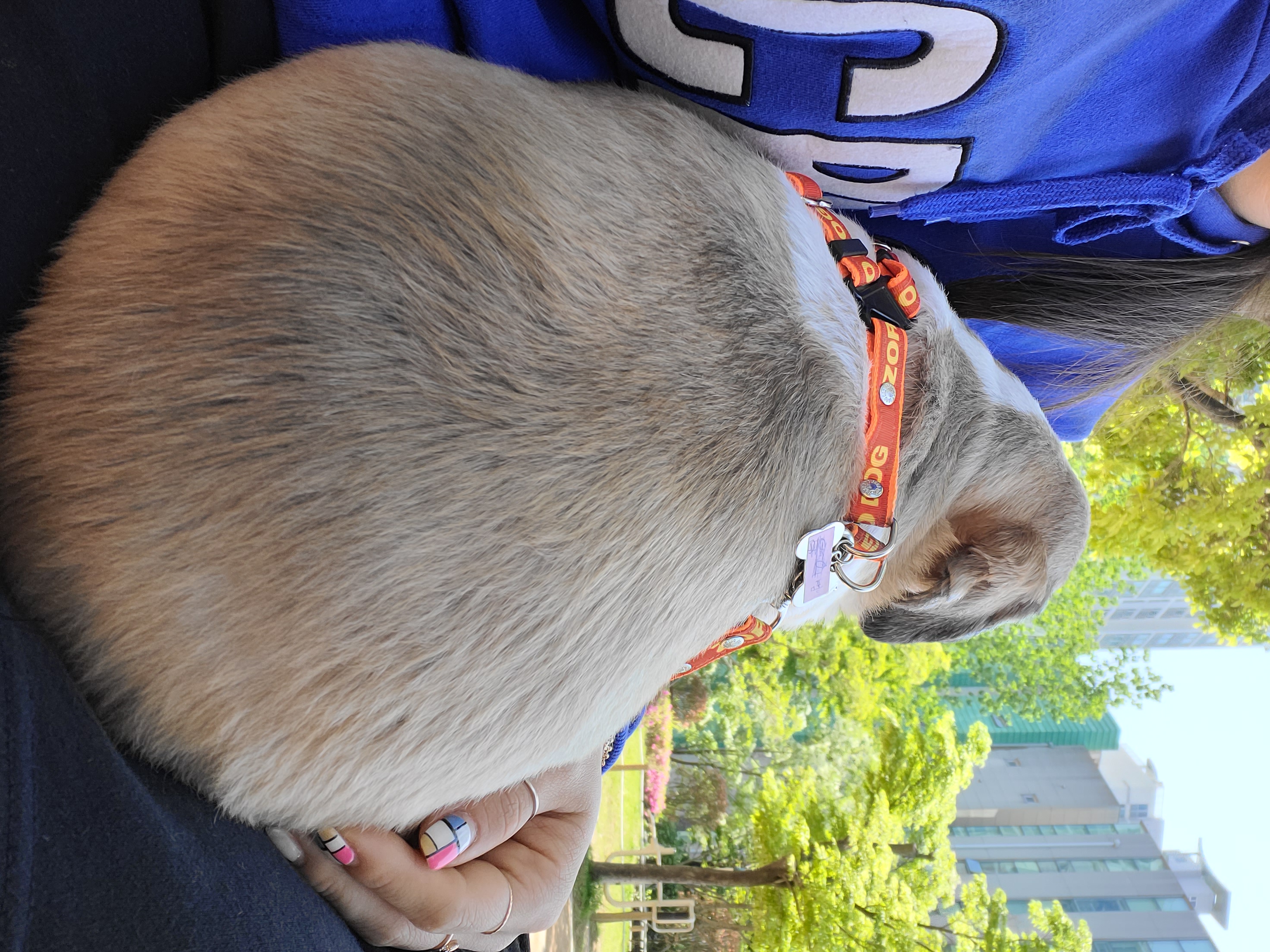 곤지암 구조견 원이