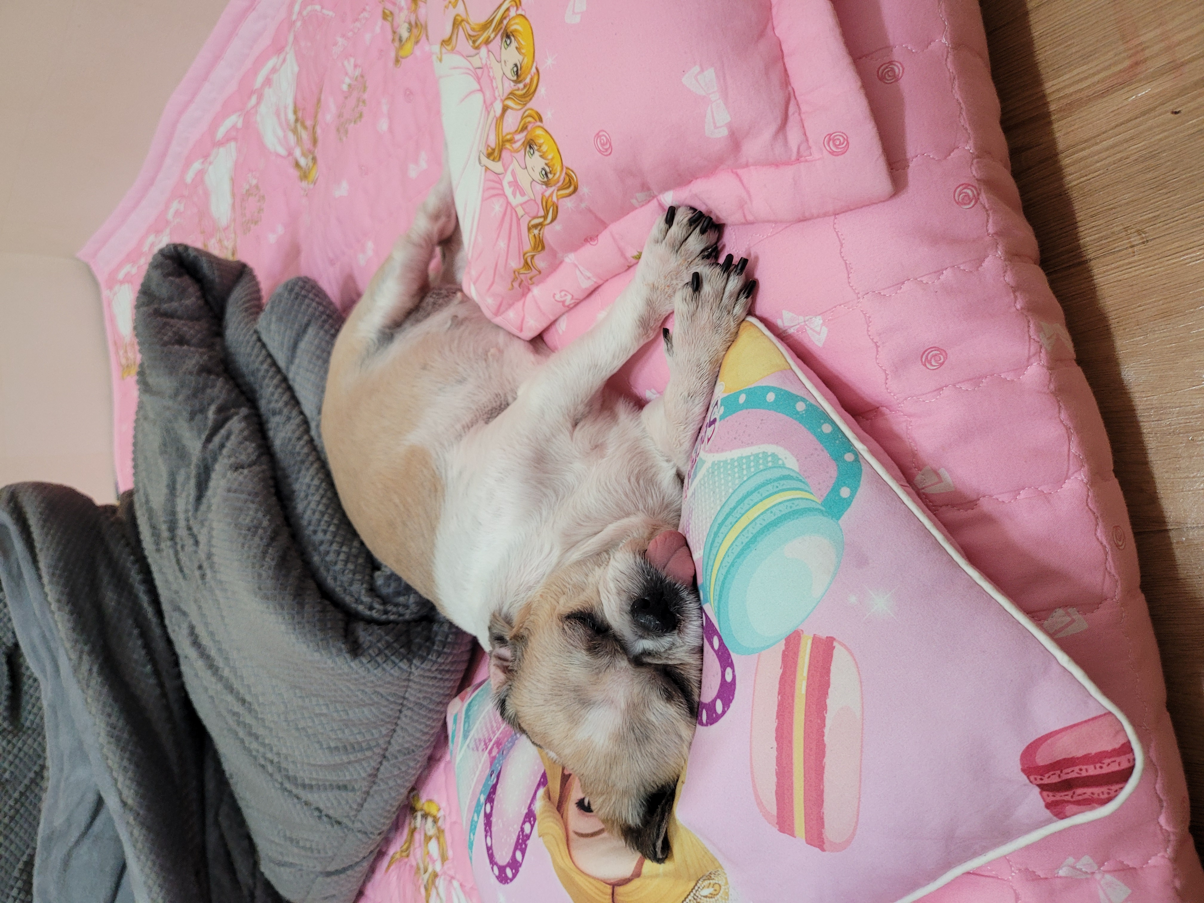 곤지암 구조견 원이