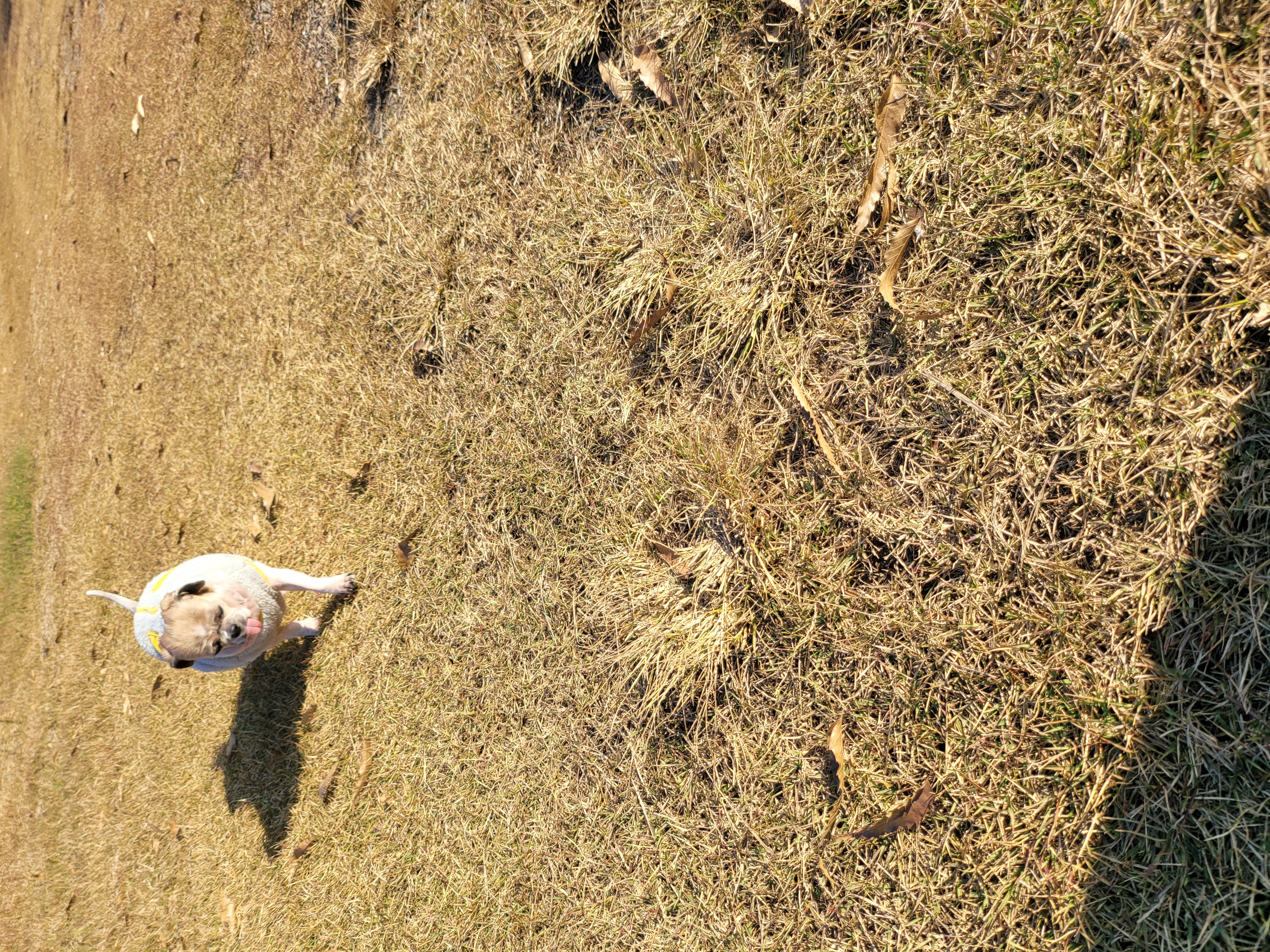 곤지암 구조견 원이