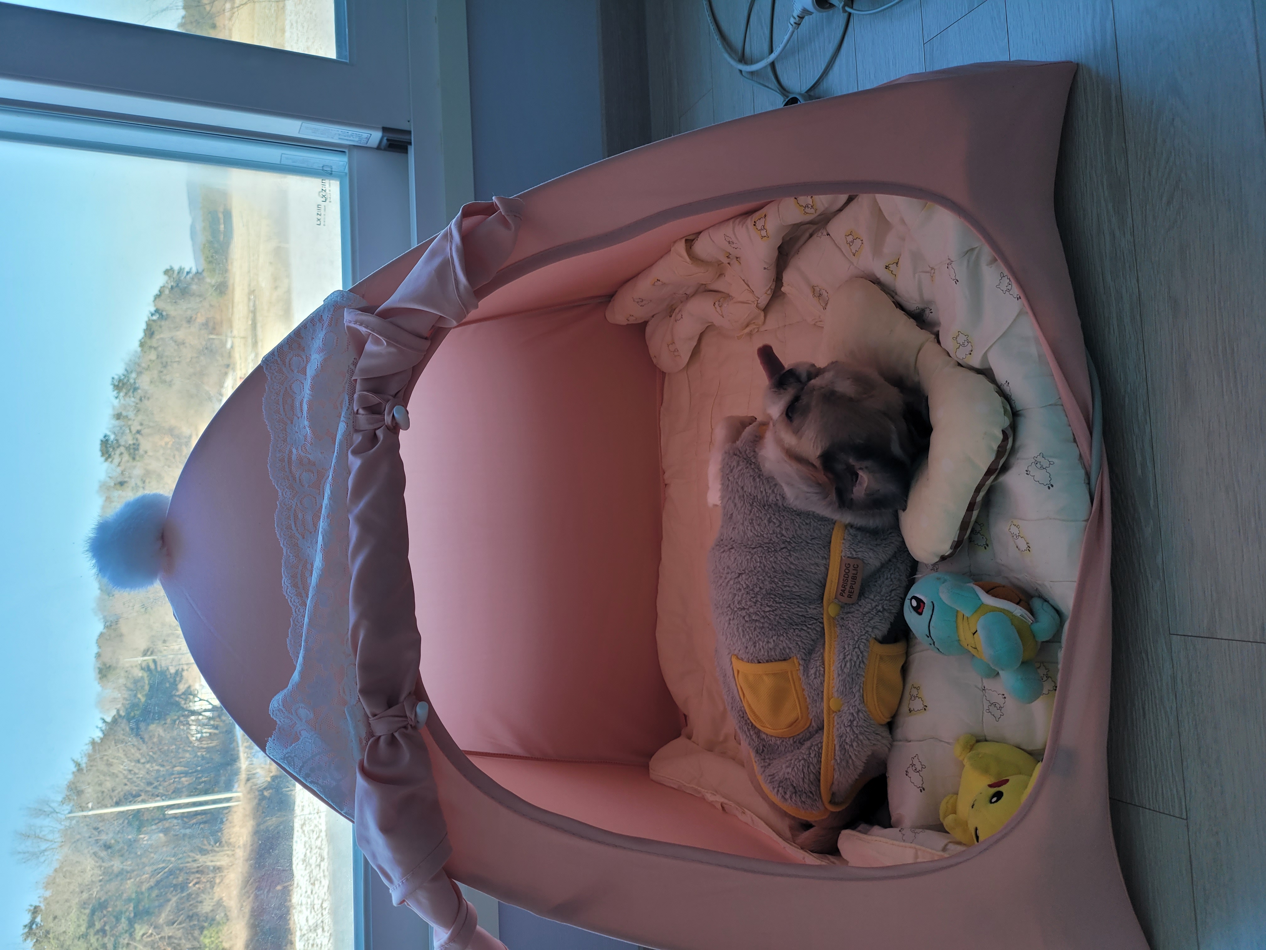 곤지암 구조견 원이