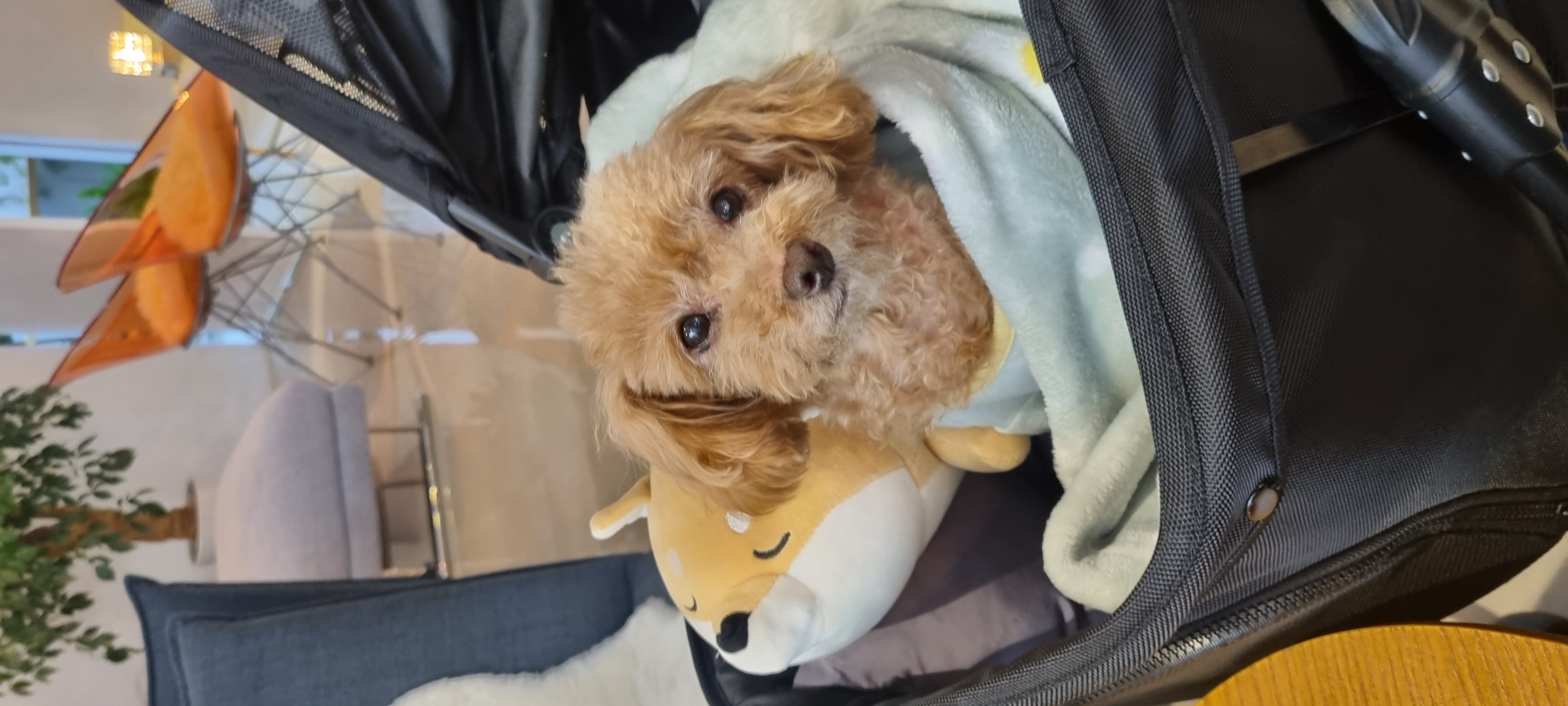 영천 불법번식장 구조견 보들이 입양3주년 후기