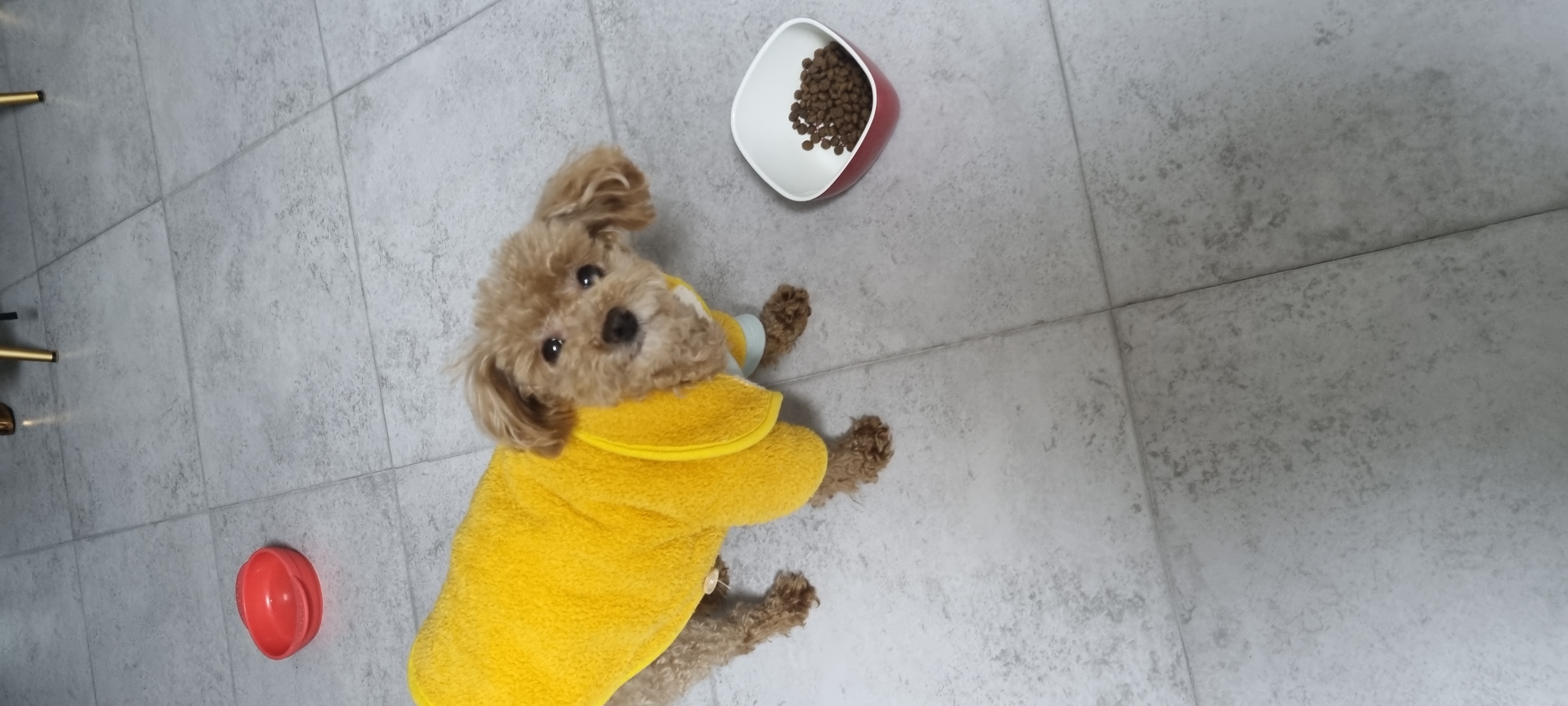 영천 불법번식장 구조견 보들이 입양3주년 후기