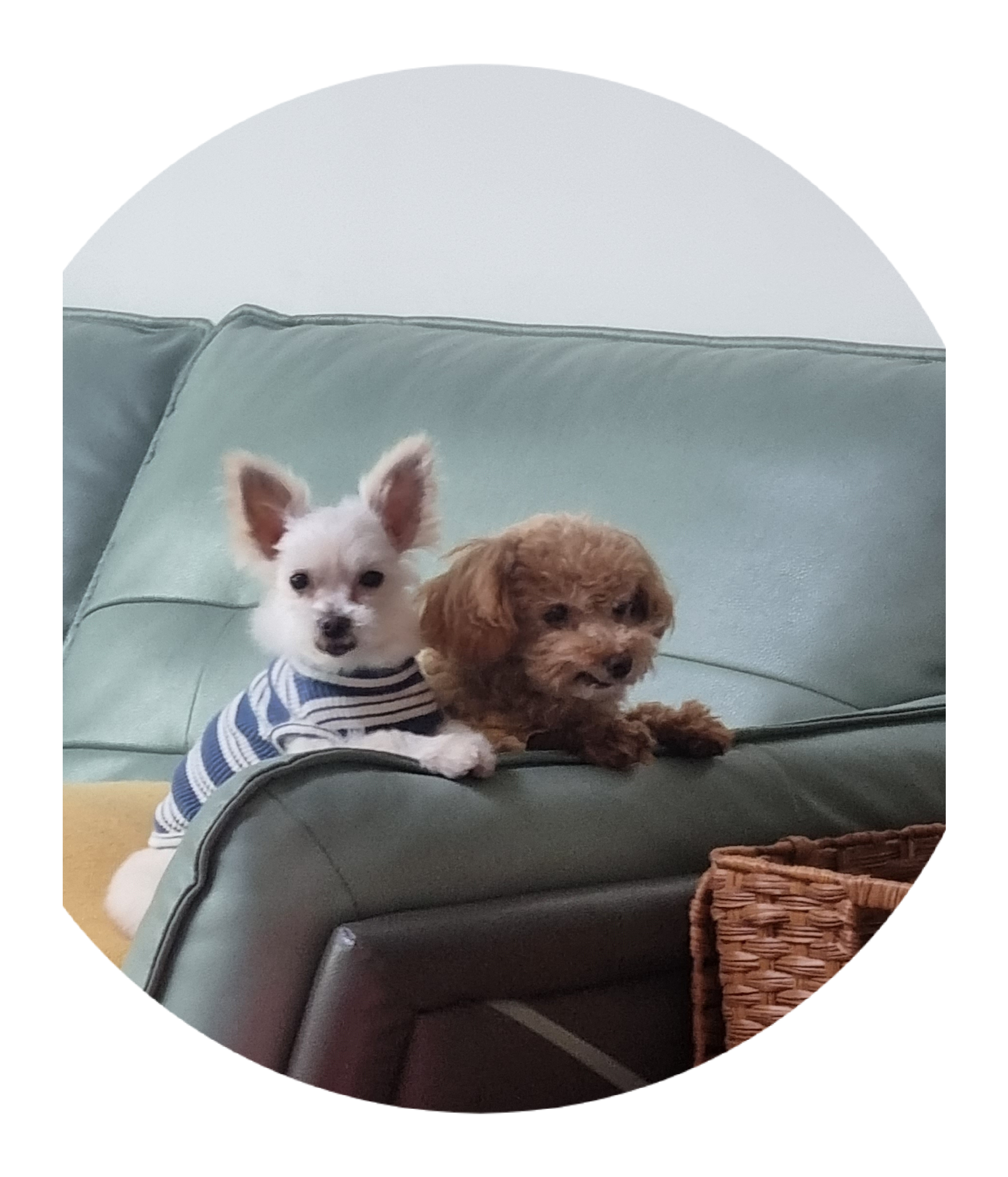 영천 불법번식장 구조견 보들이 입양3주년 후기