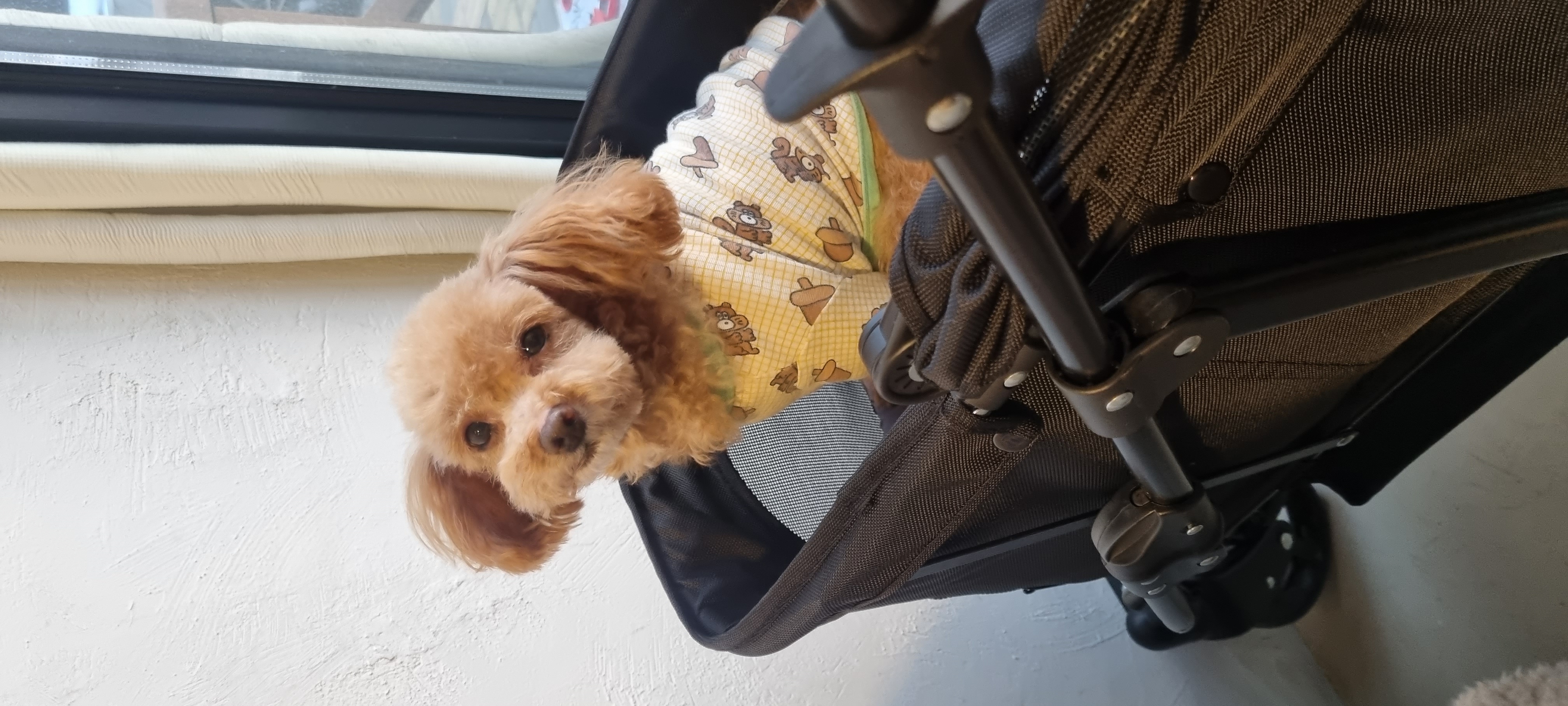 영천 불법번식장 구조견 보들이 입양3주년 후기