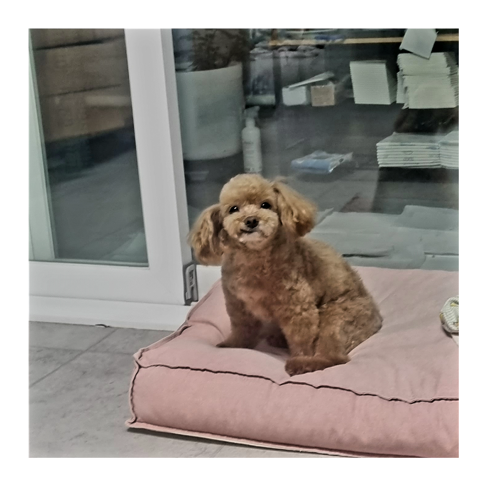 영천 불법번식장 구조견 보들이 입양3주년 후기