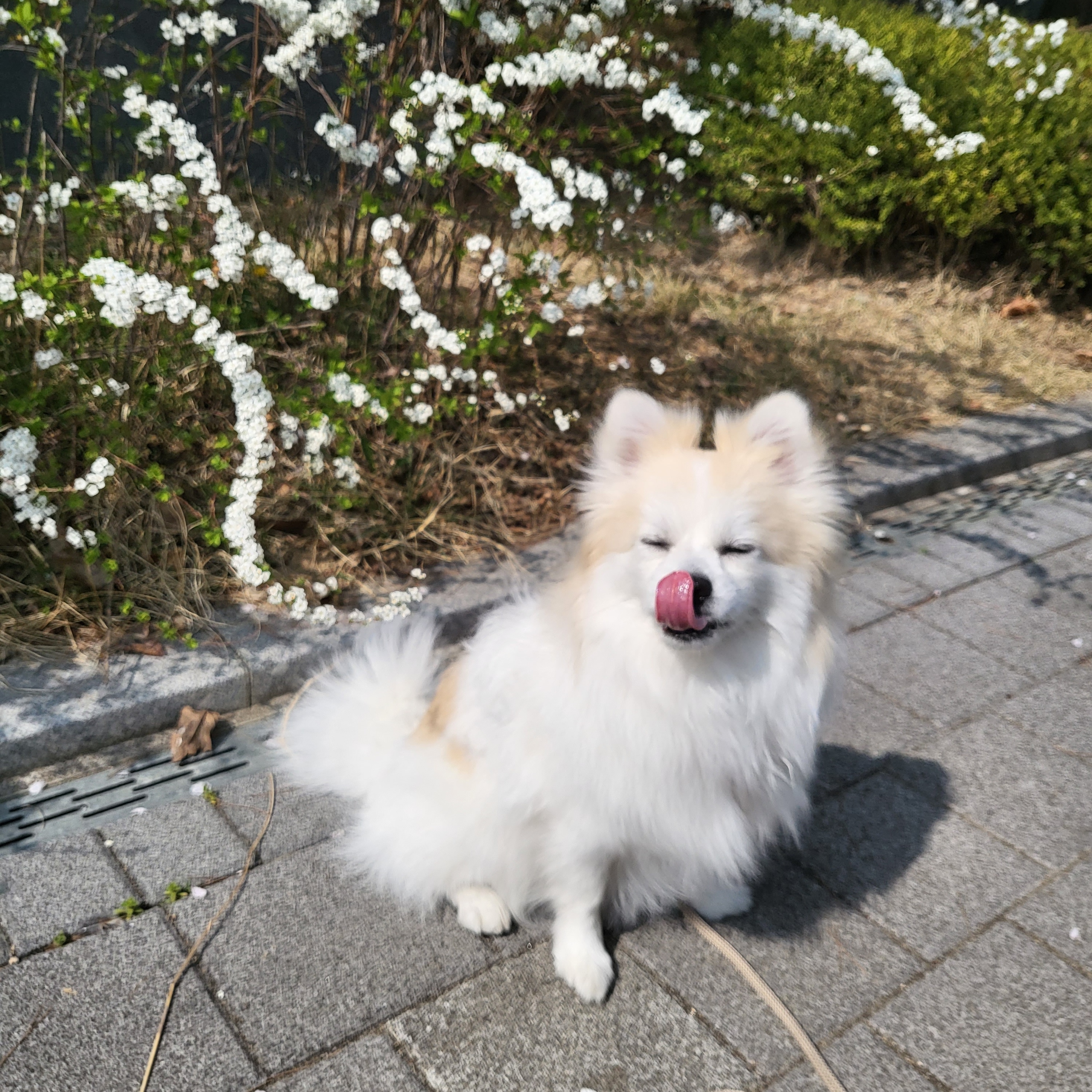 뽀또(마일이) 집에온지 2주년!