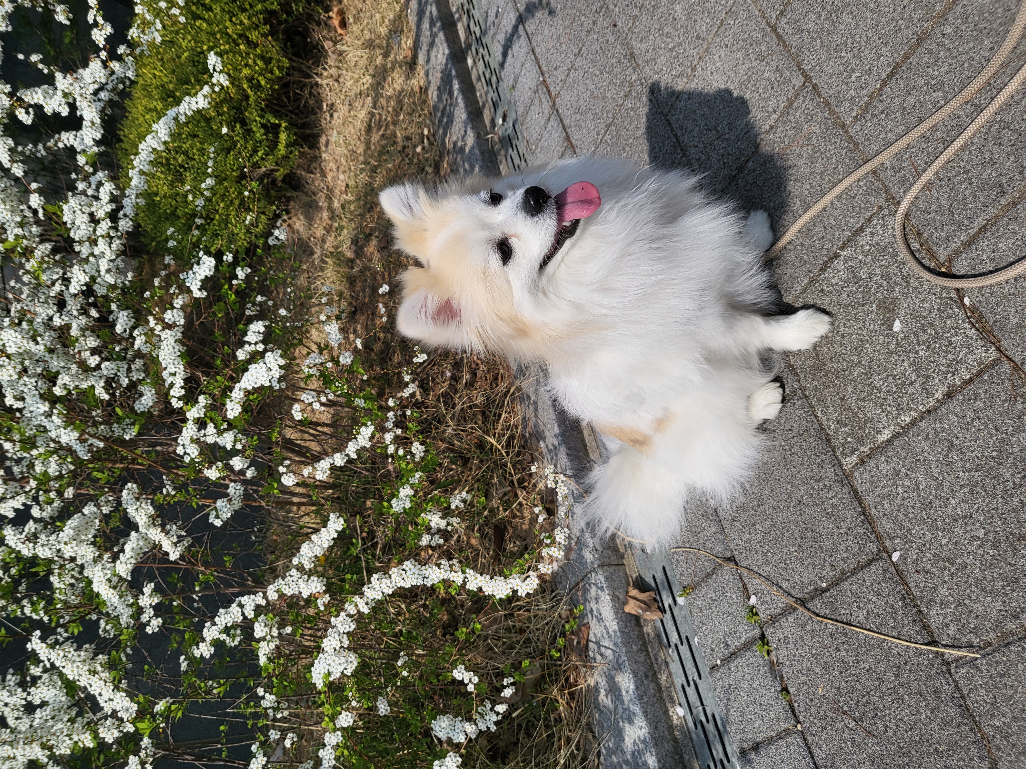 뽀또(마일이) 집에온지 2주년!