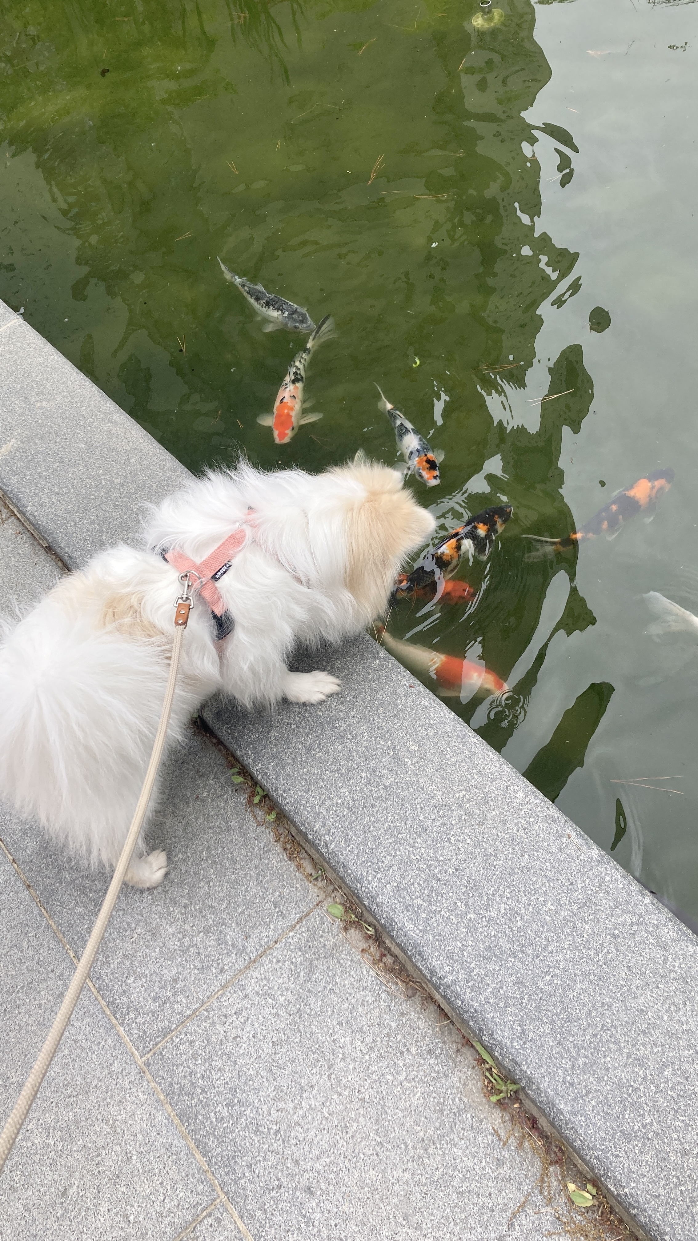 뽀또(마일이) 집에온지 2주년!