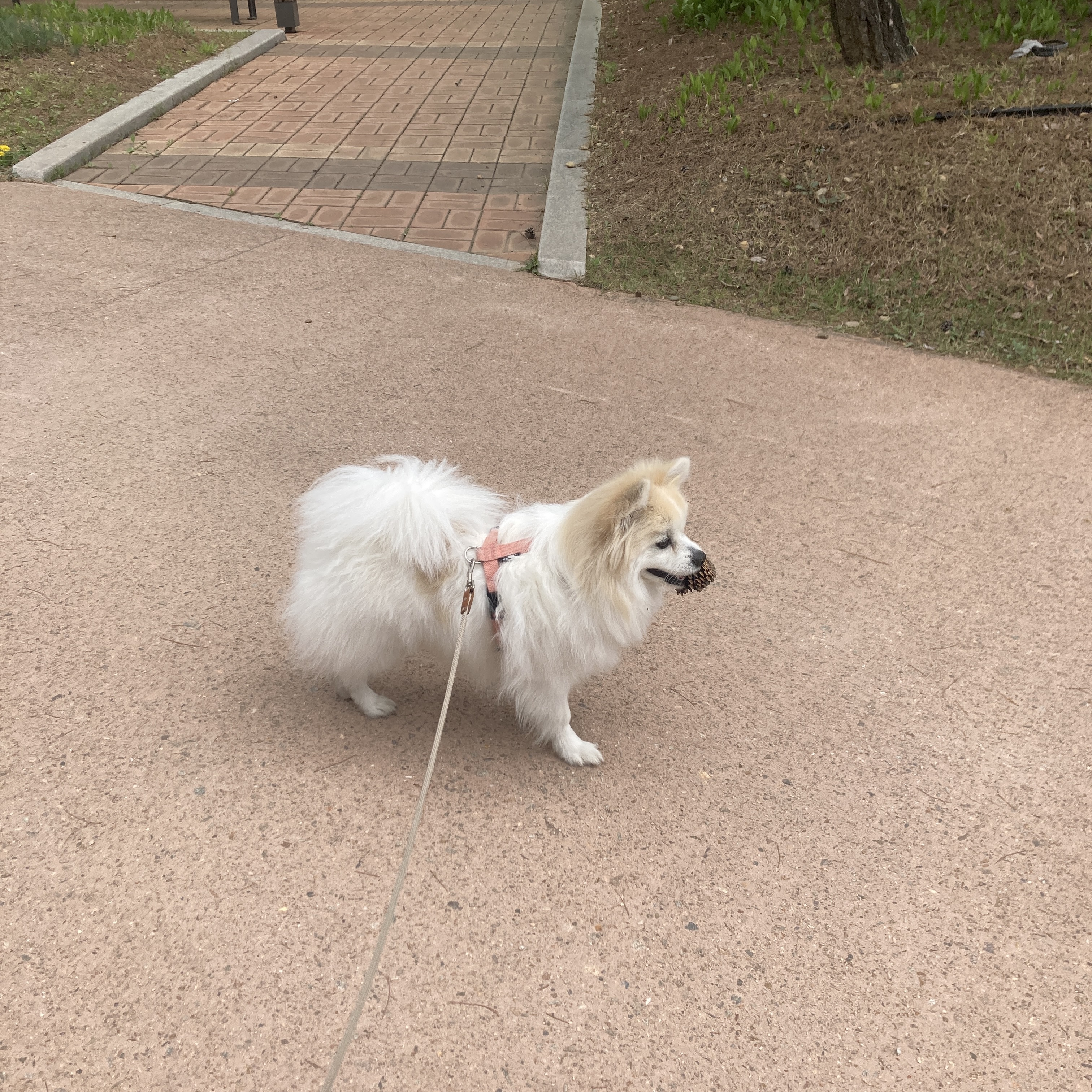 뽀또(마일이) 집에온지 2주년!