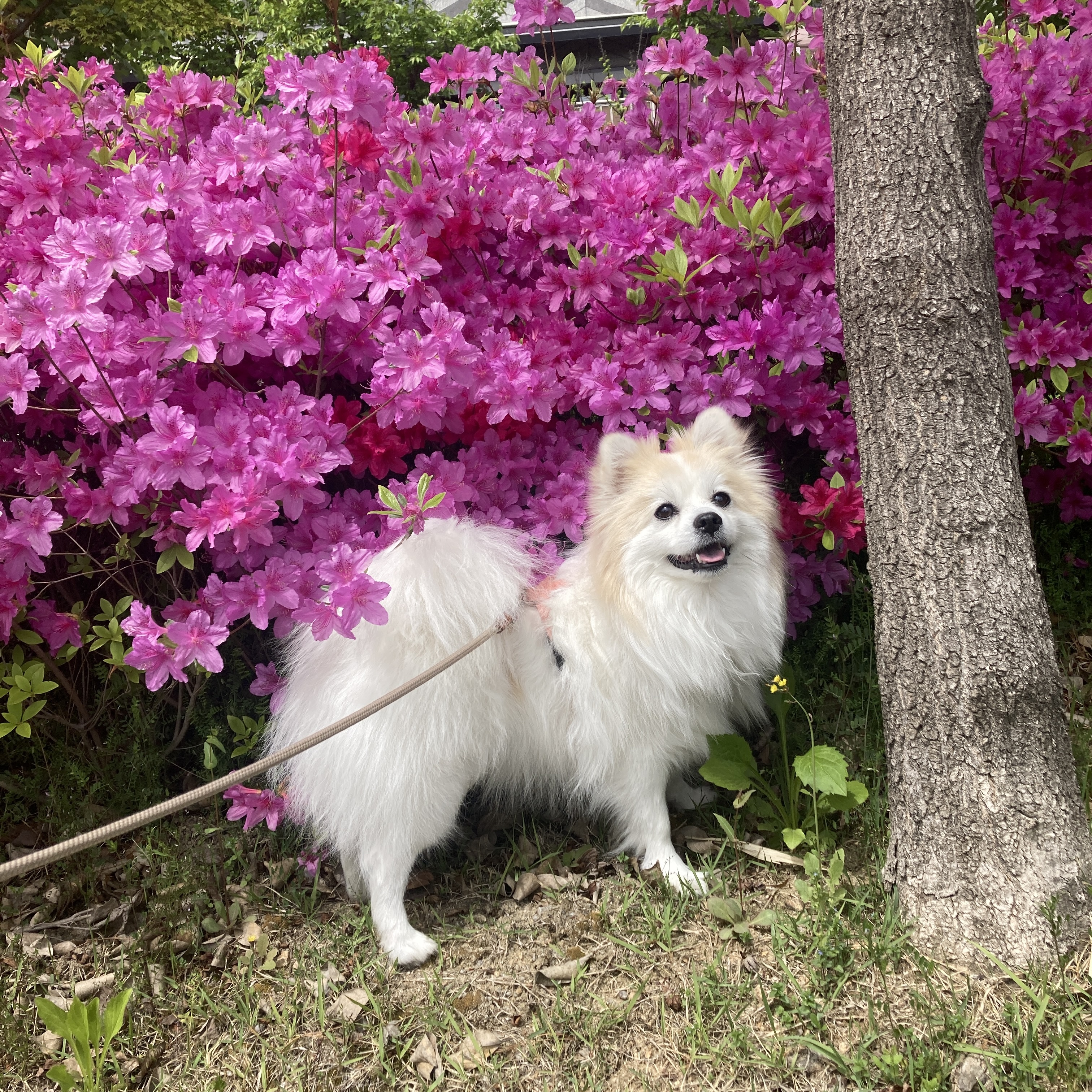 뽀또(마일이) 집에온지 2주년!